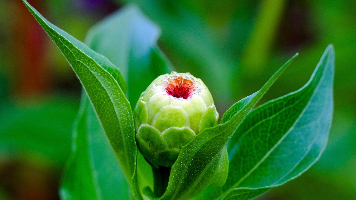 Бутон цветка циннии с зелеными листьями