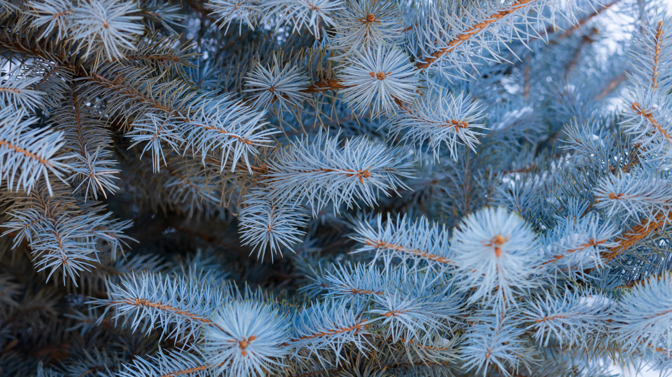 Ветки голубой ели крупным планом