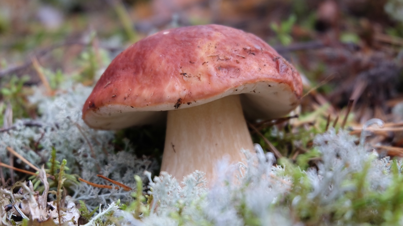 Большой гриб боровик во мху