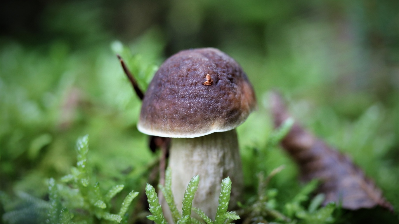 Маленький гриб в зеленом мху