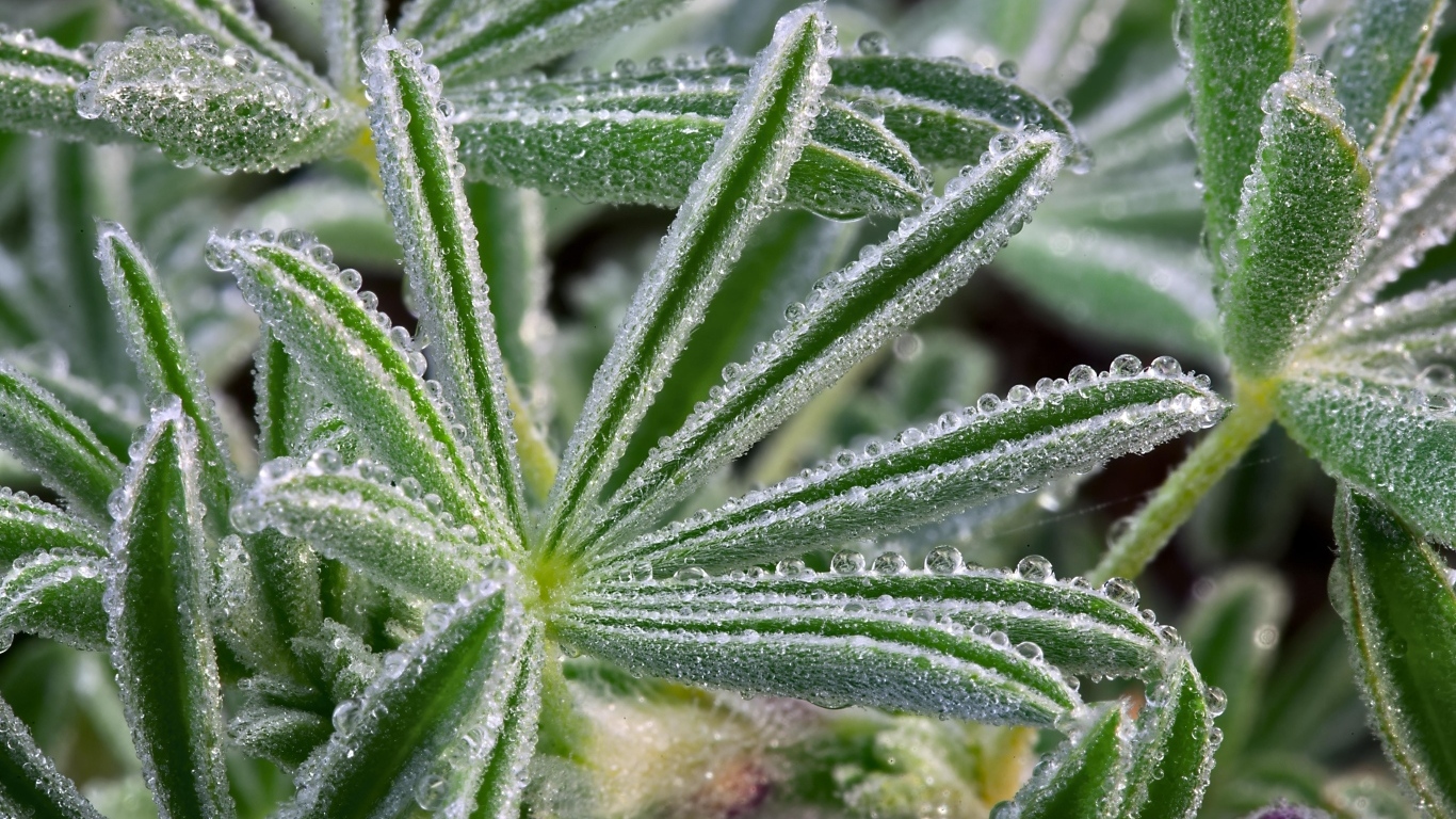 Покрытые ледяной коркой зеленые листья растения