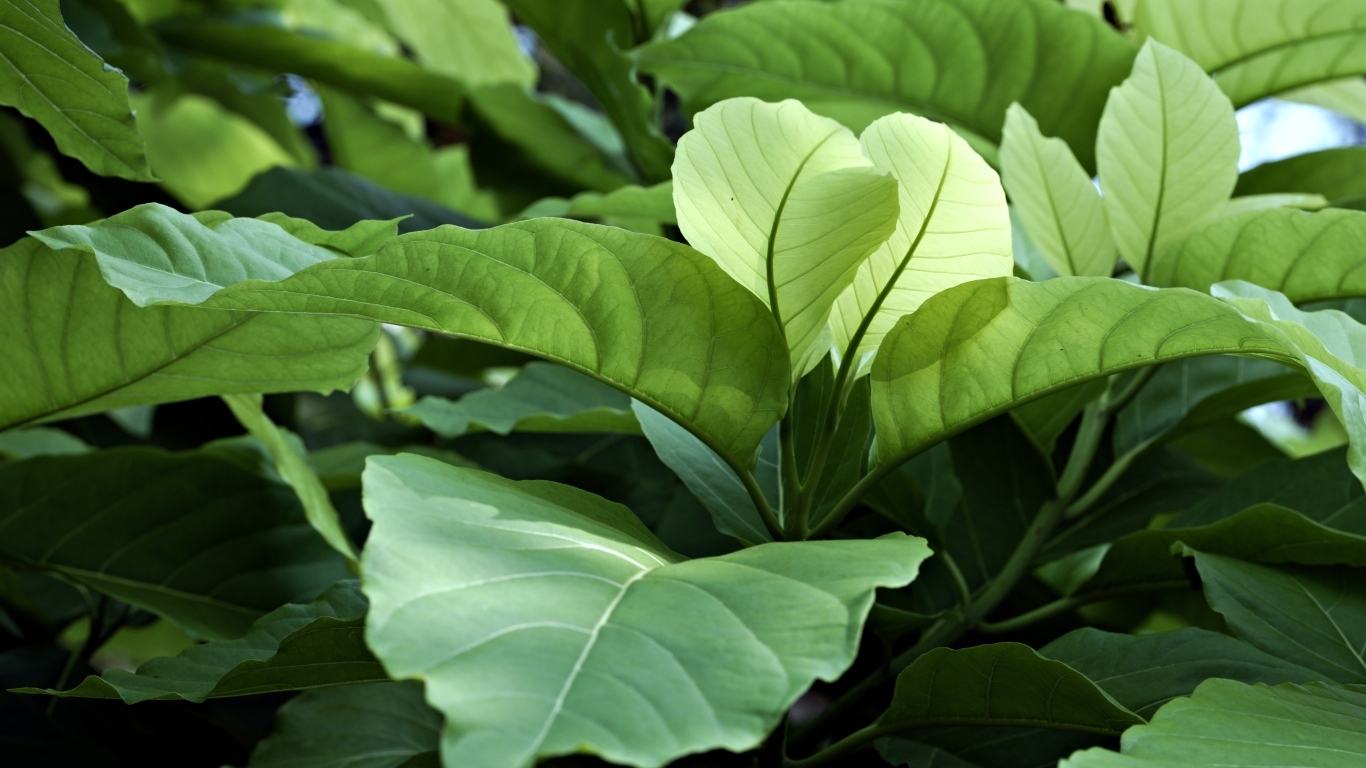 Растение с большими зелеными листьями 