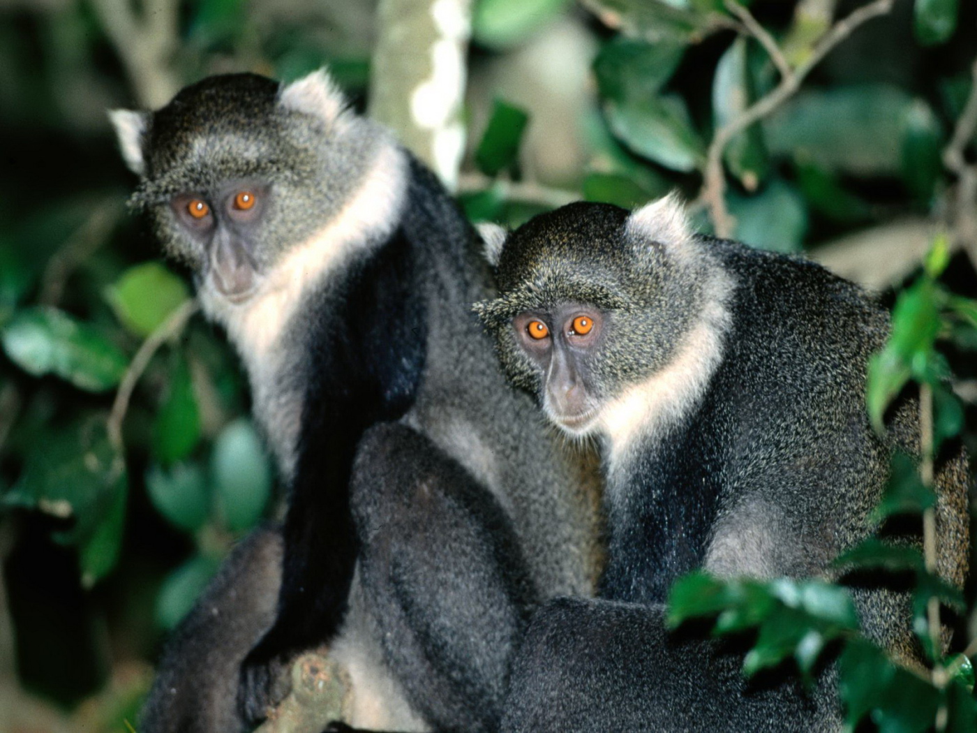 Обезьянки с яркими глазами