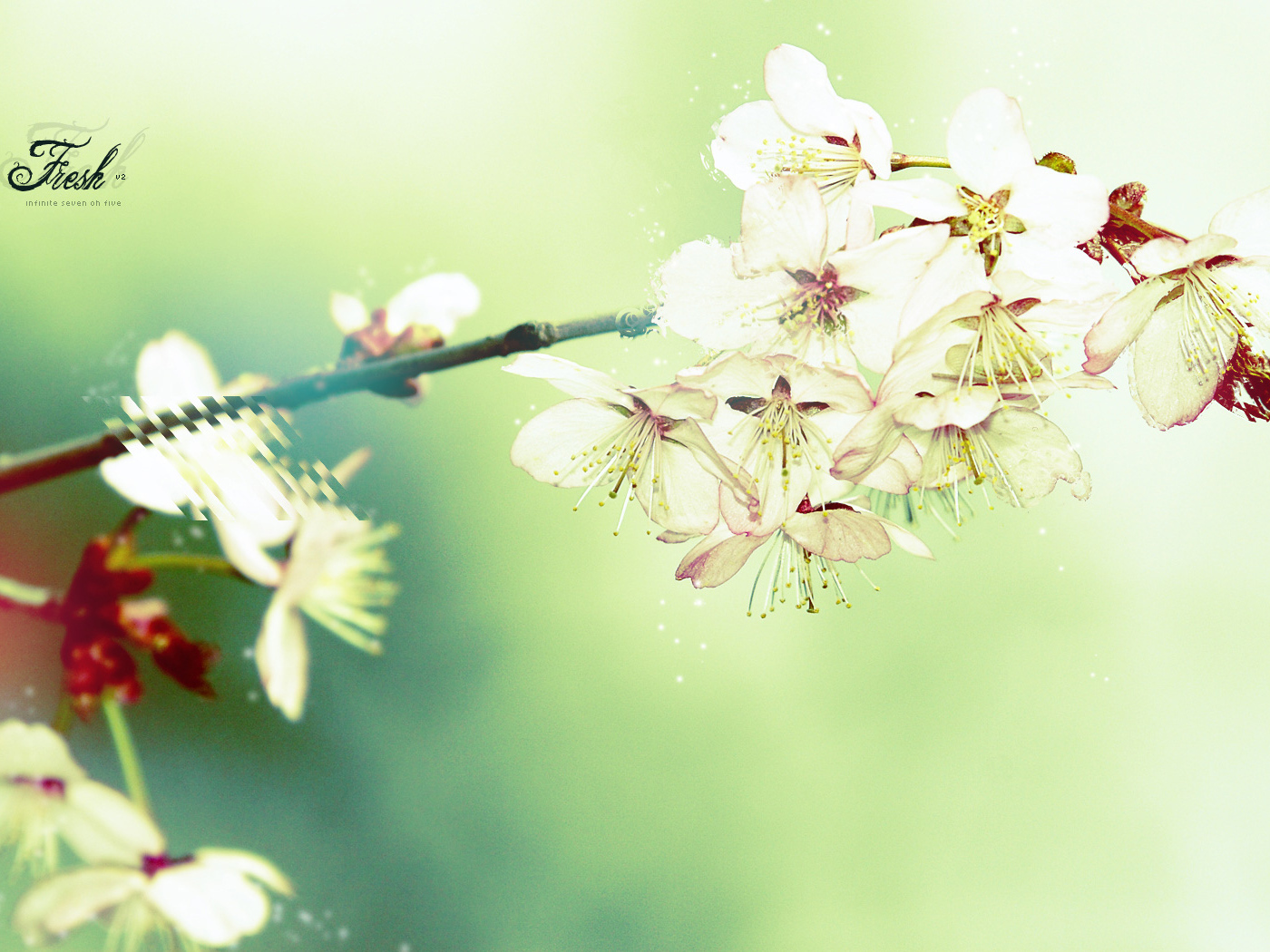 Цветущая вишня