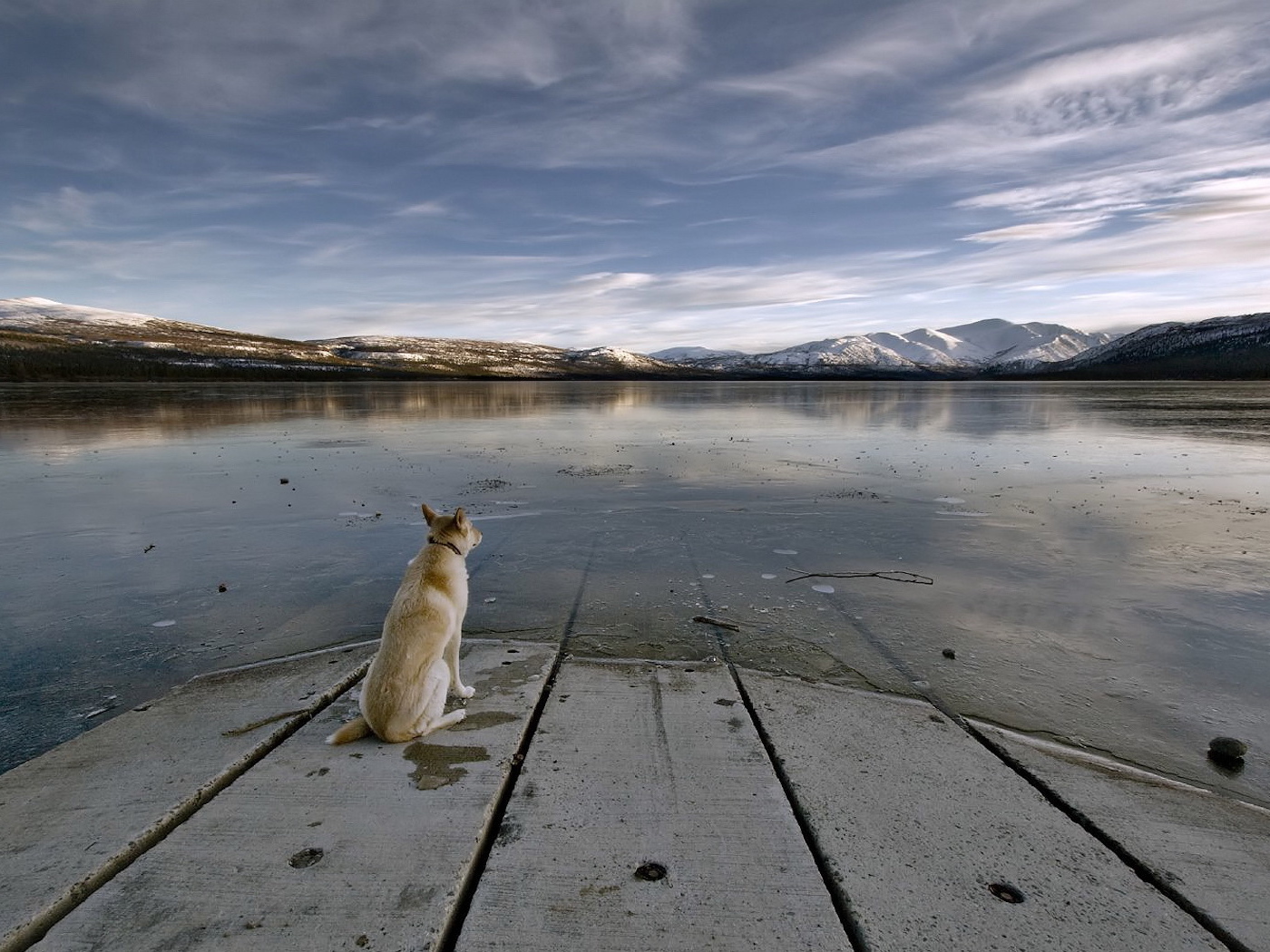 Dog staring at a lake