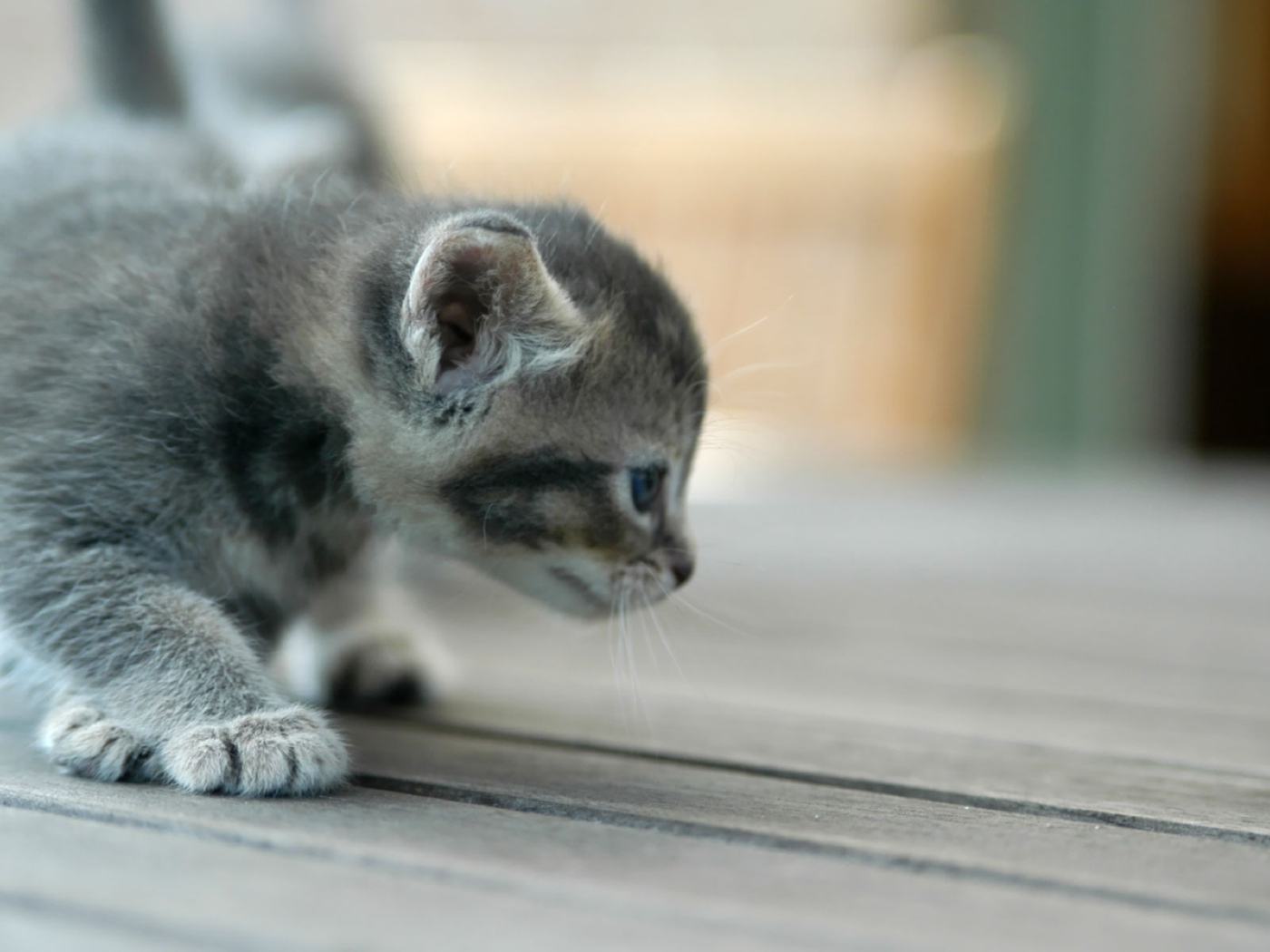 Котенок исследователь