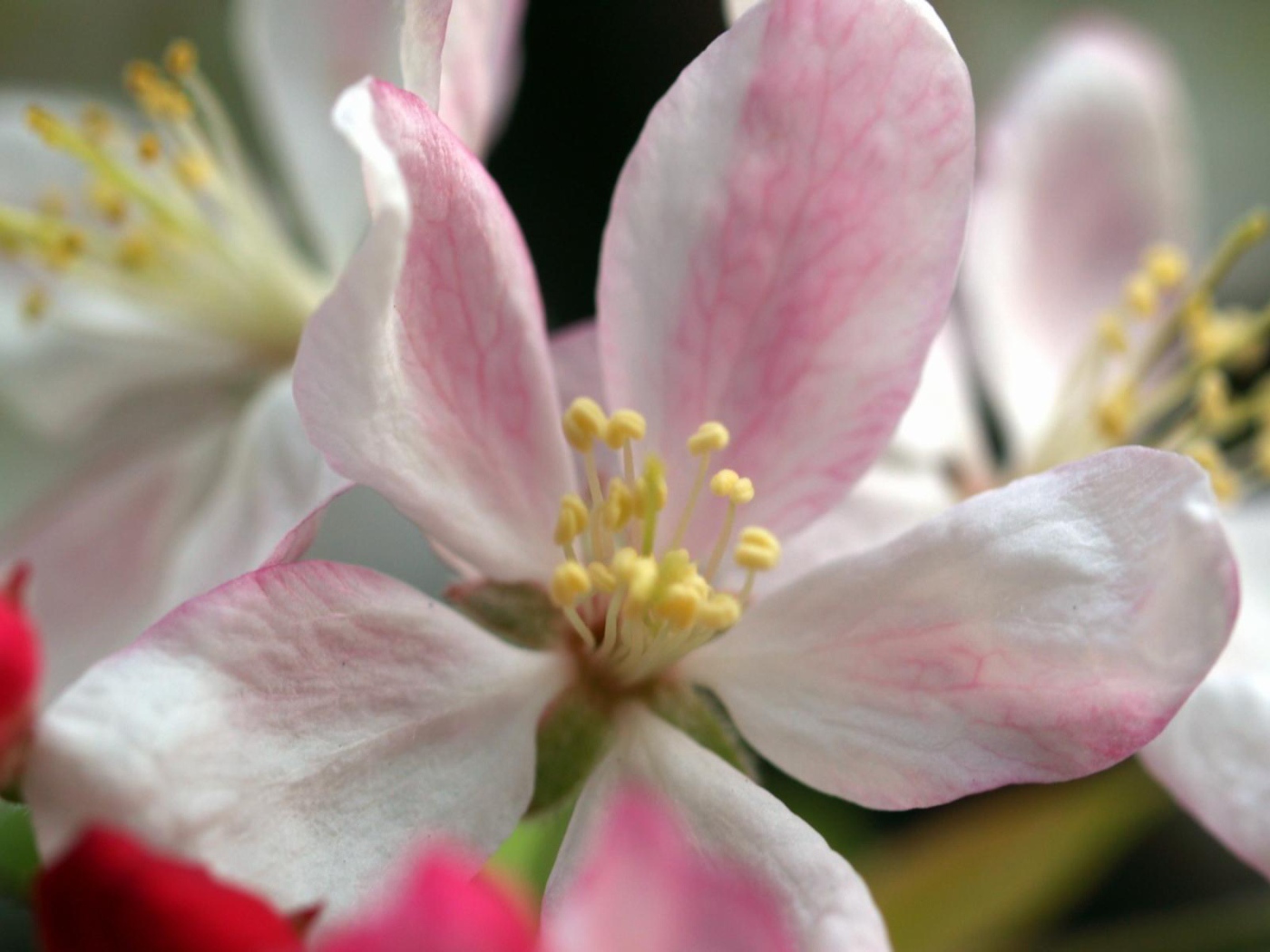 Пучок яблока