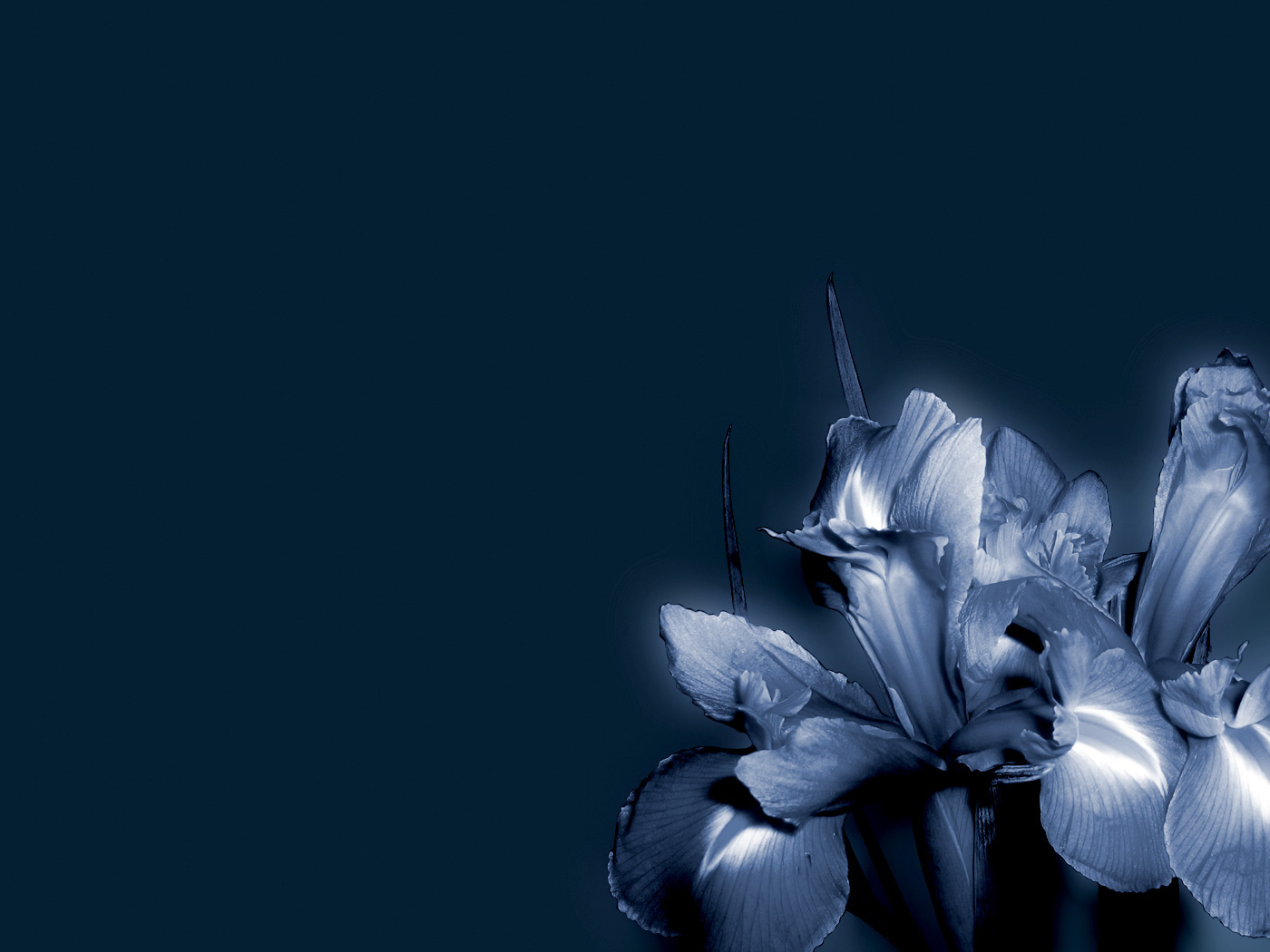 Синие цветок