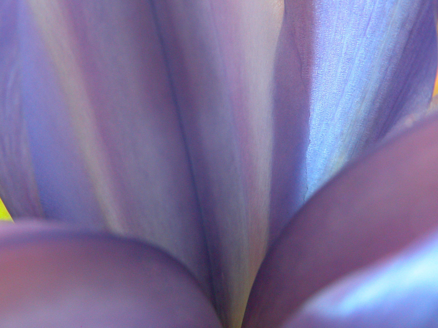 Синие цветы