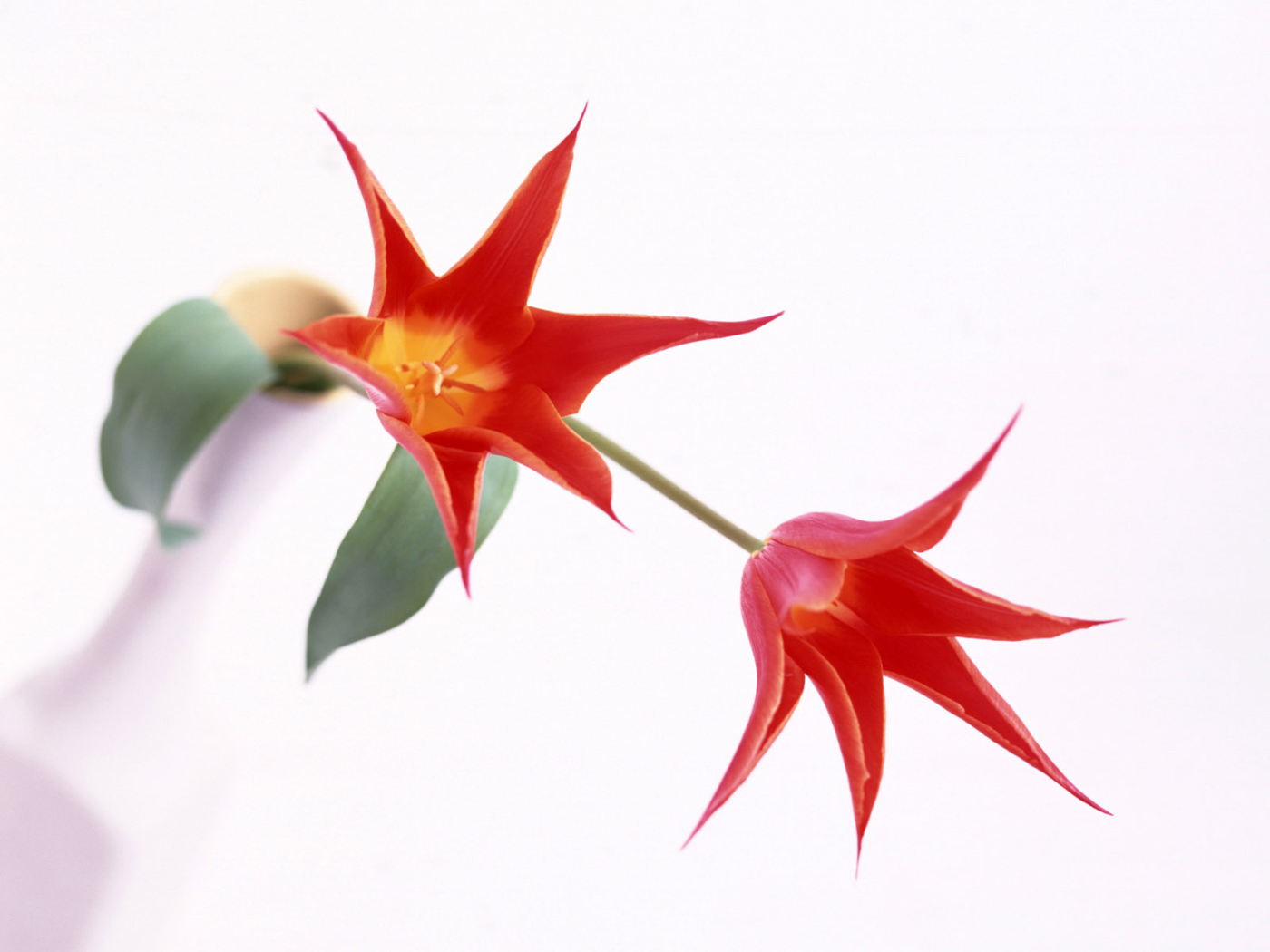 Когти, Цветы