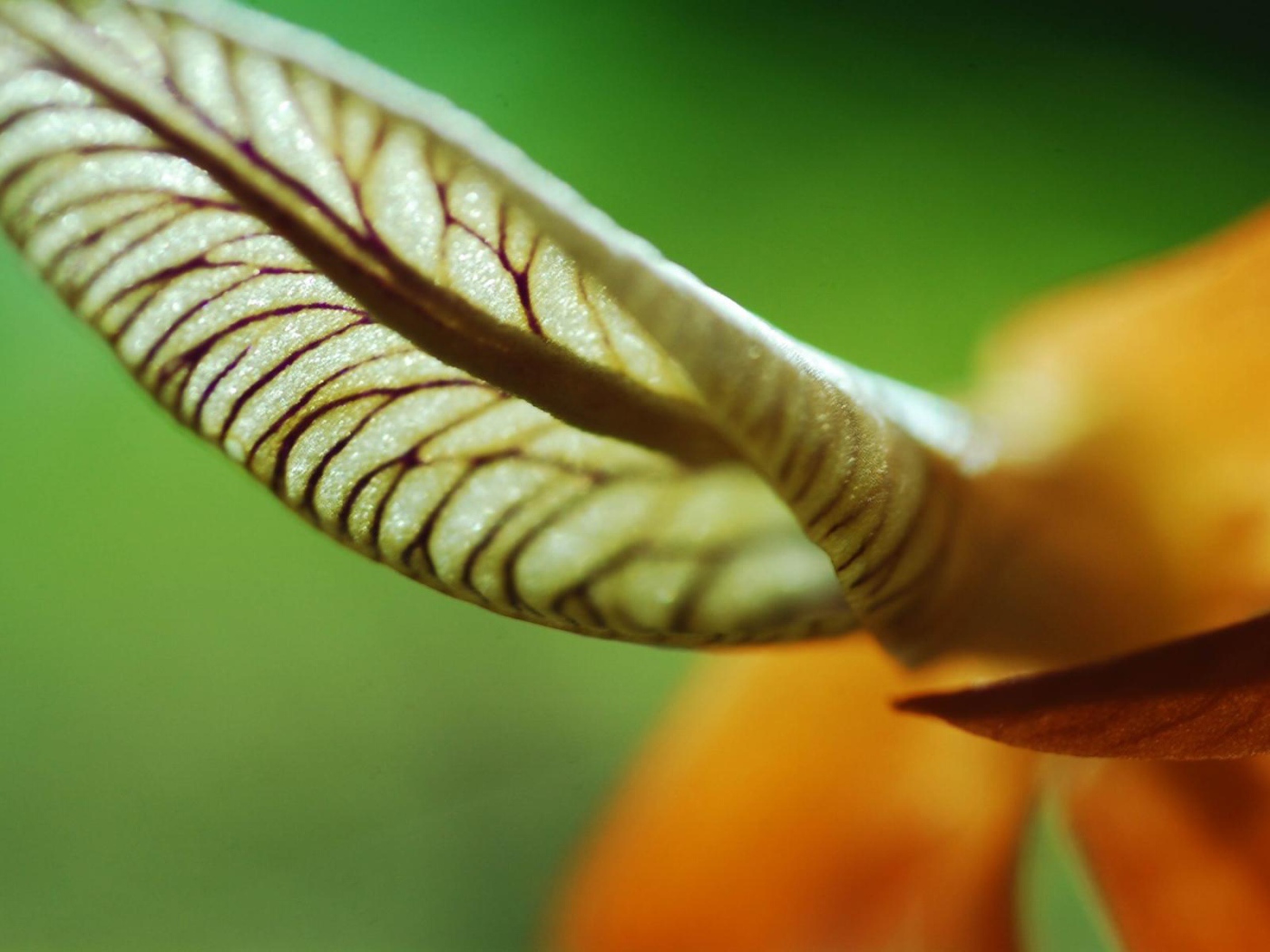 Лист уха, Цветы