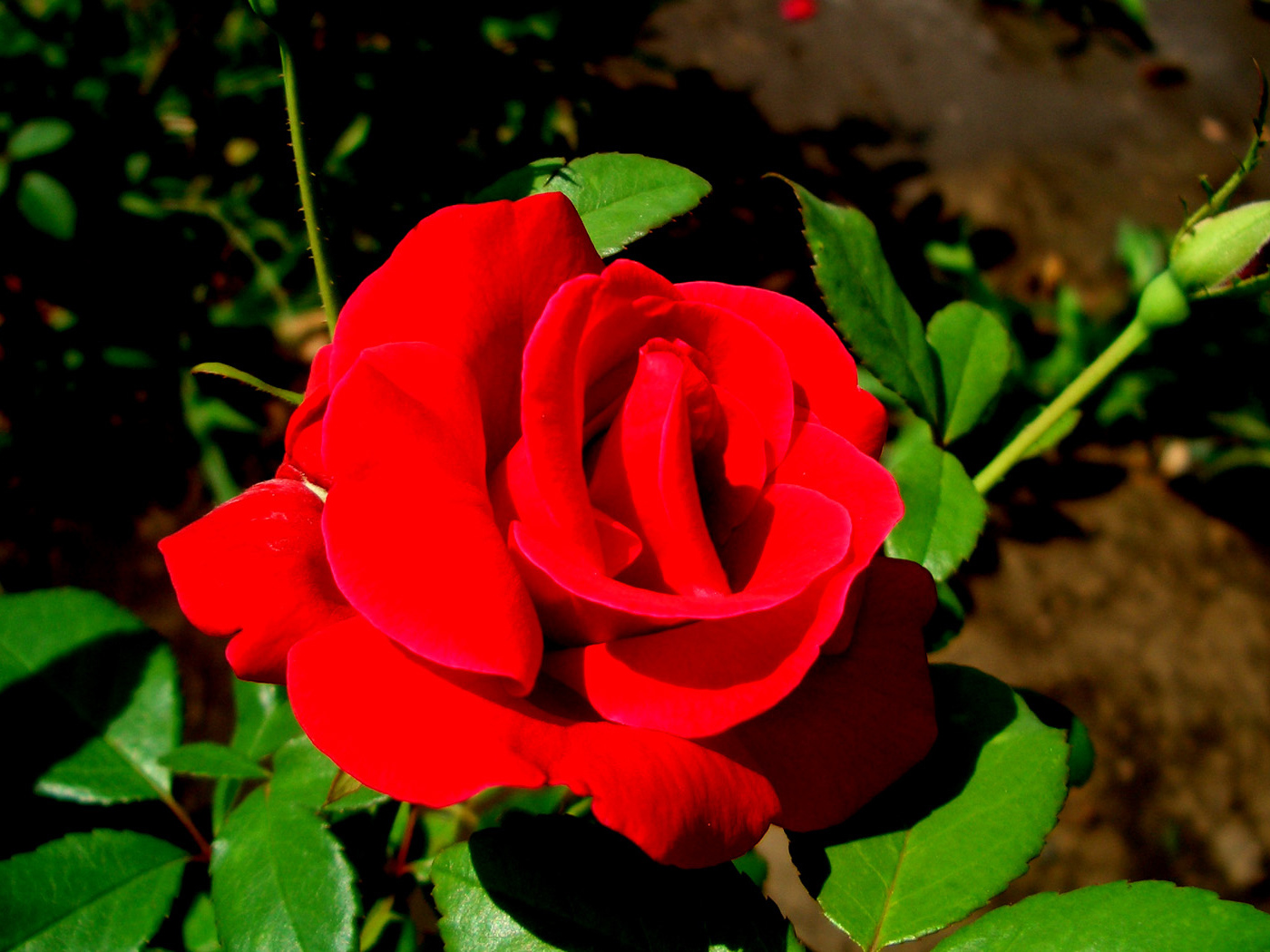 Роза - цветы