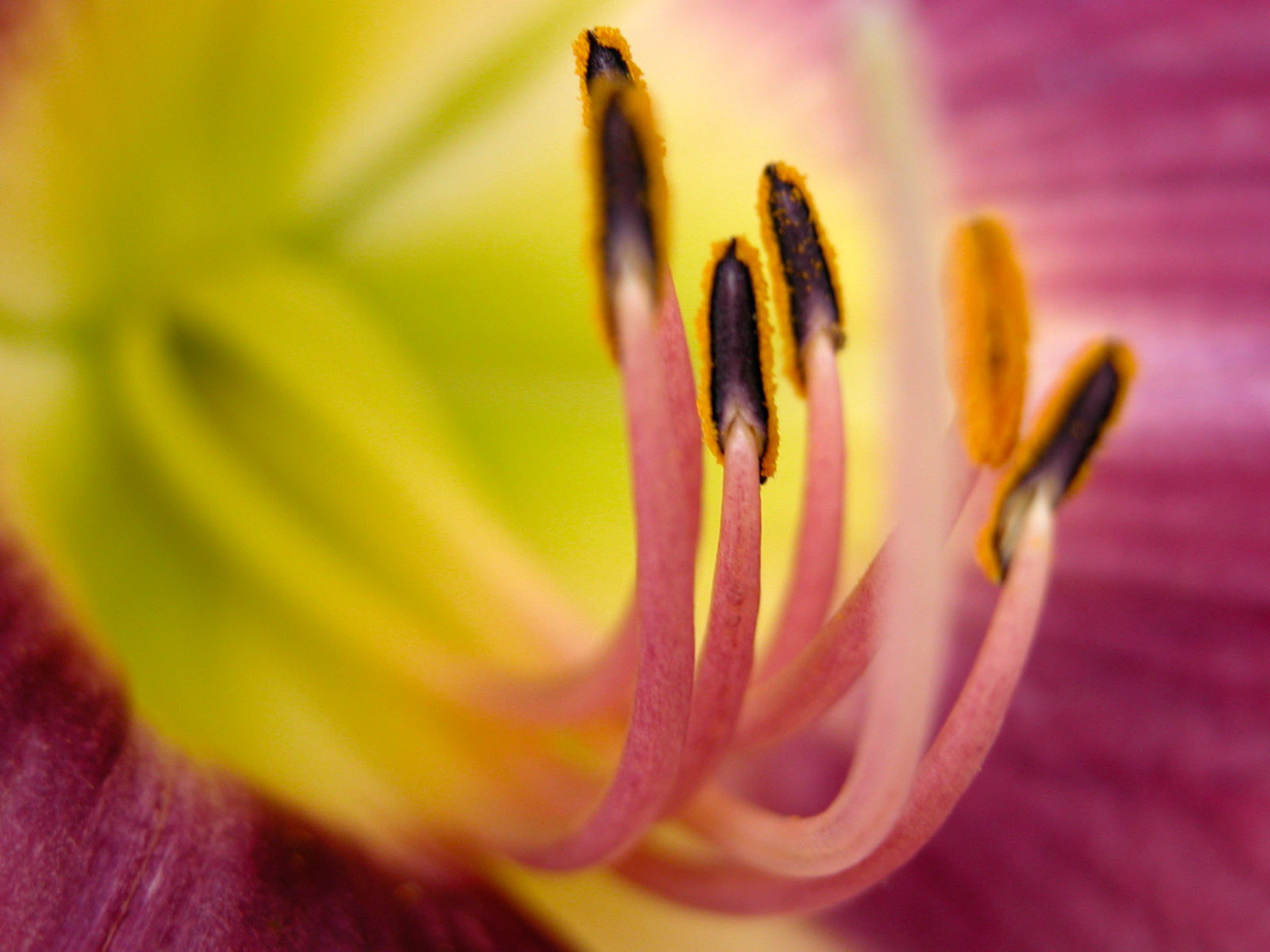 Хороший цветок