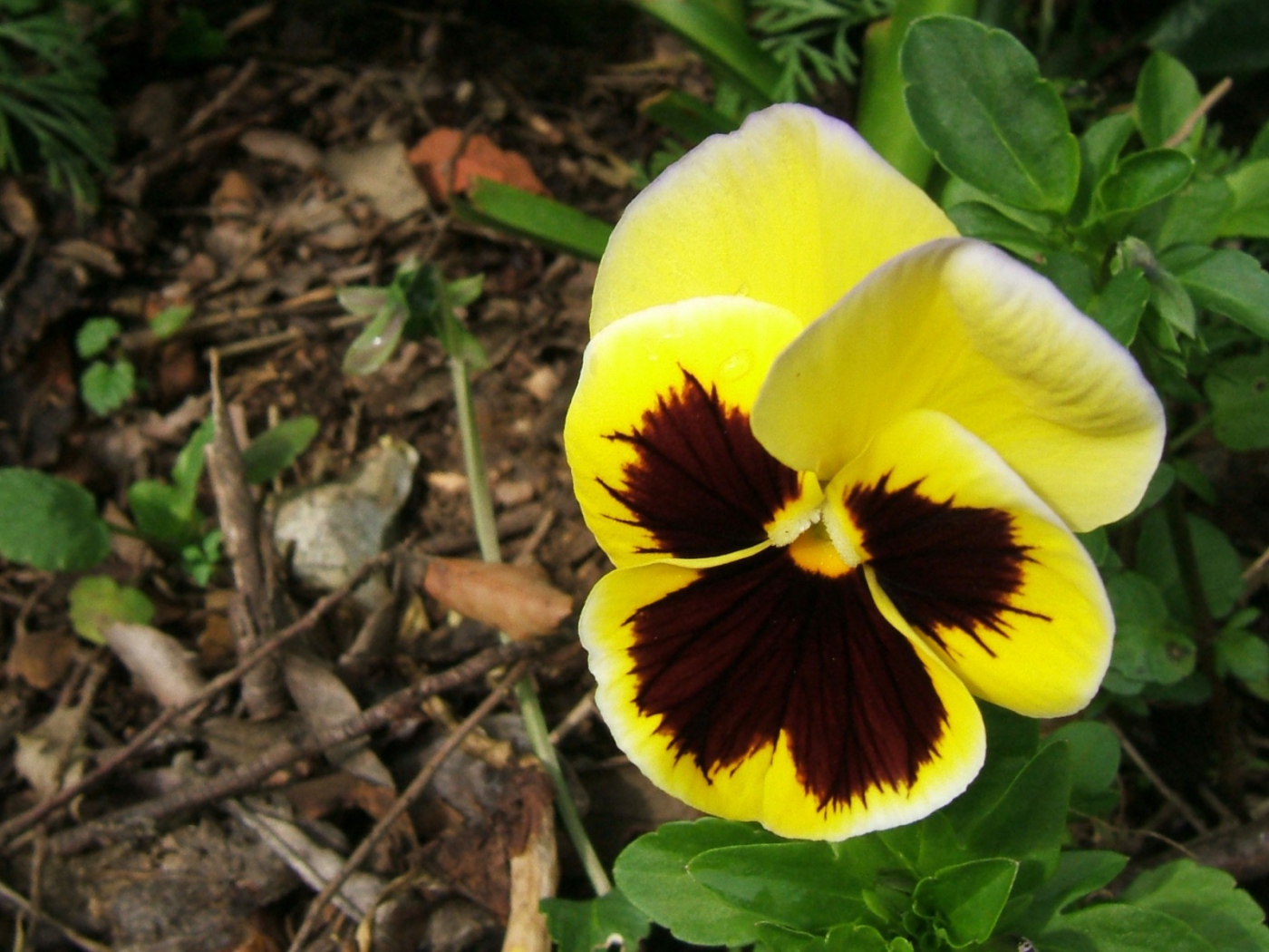 Прекрасная любовь, Цветы