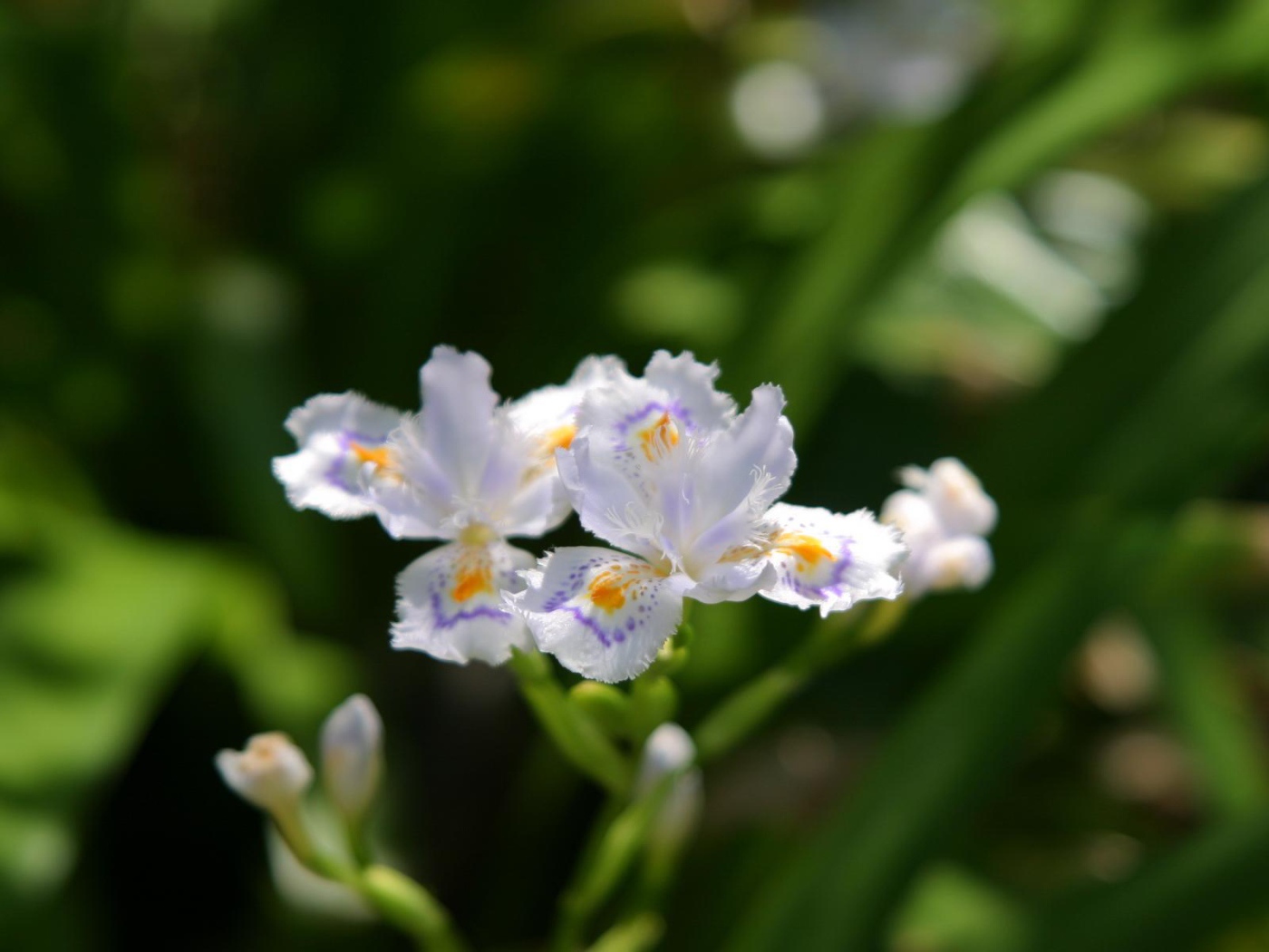 Шелковистый, Цветы