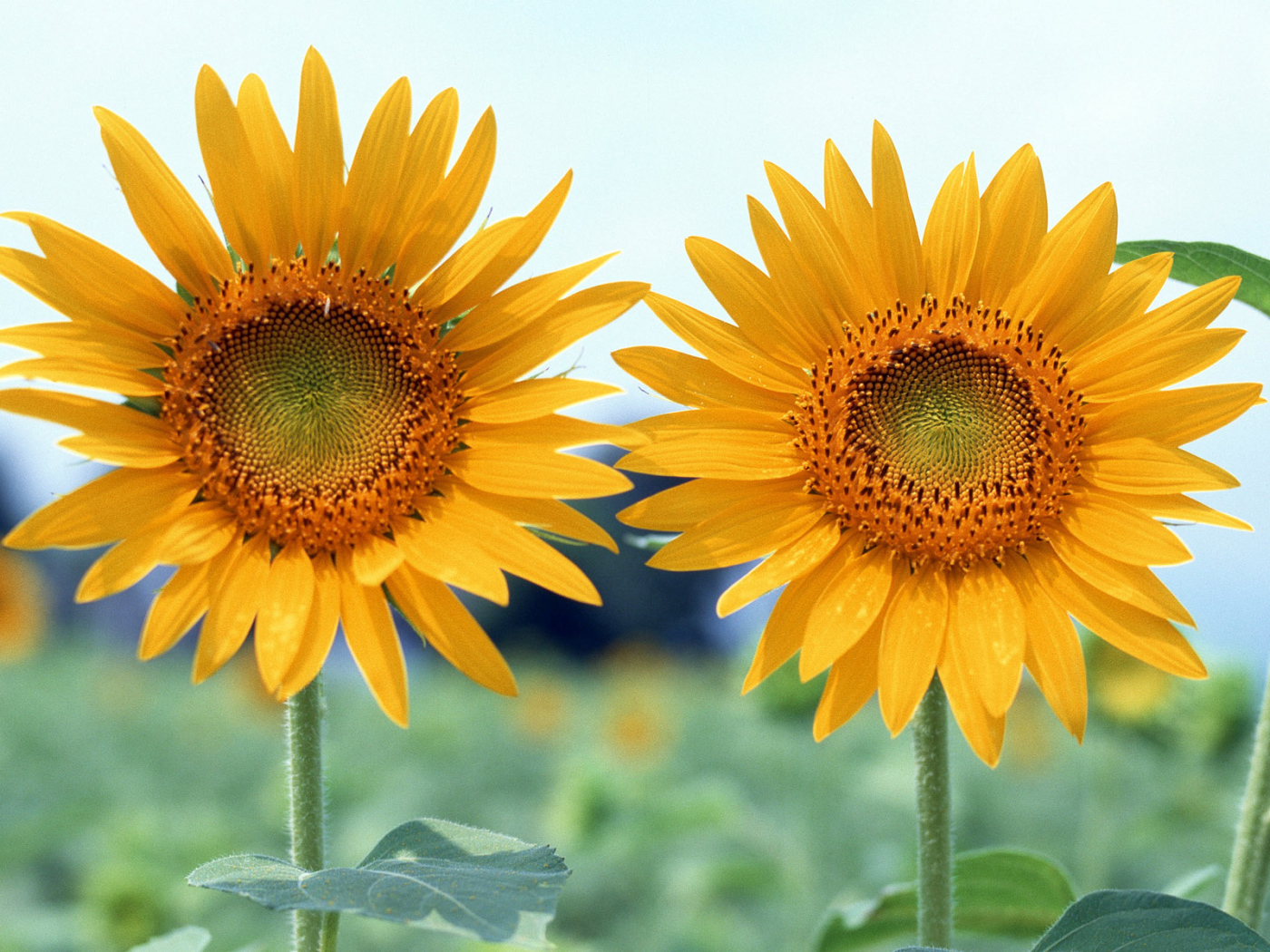 Вместе, Цветы