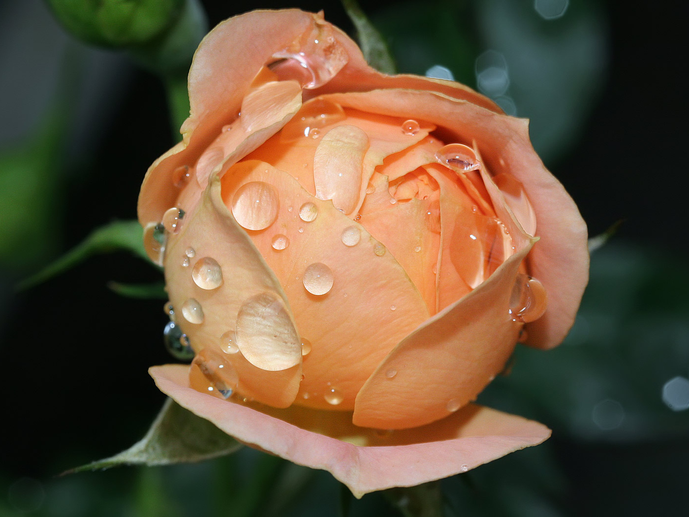 Влажный расцвет роз, Цветы