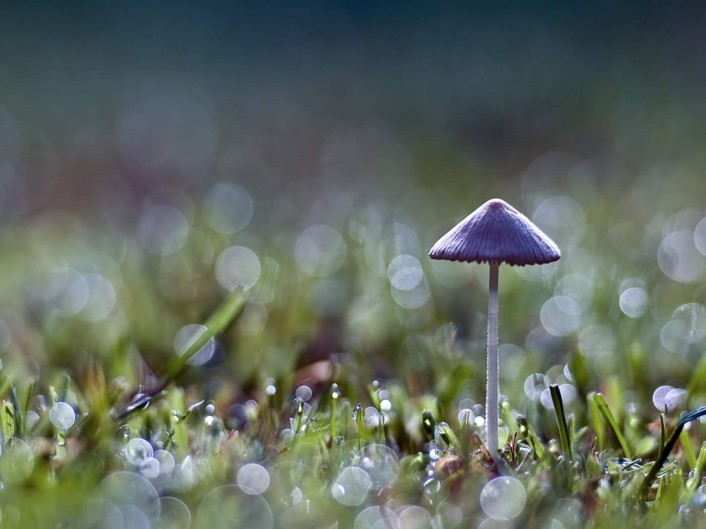 Одинокий гриб