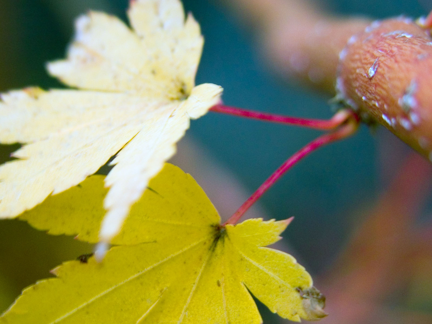 Осенние листья