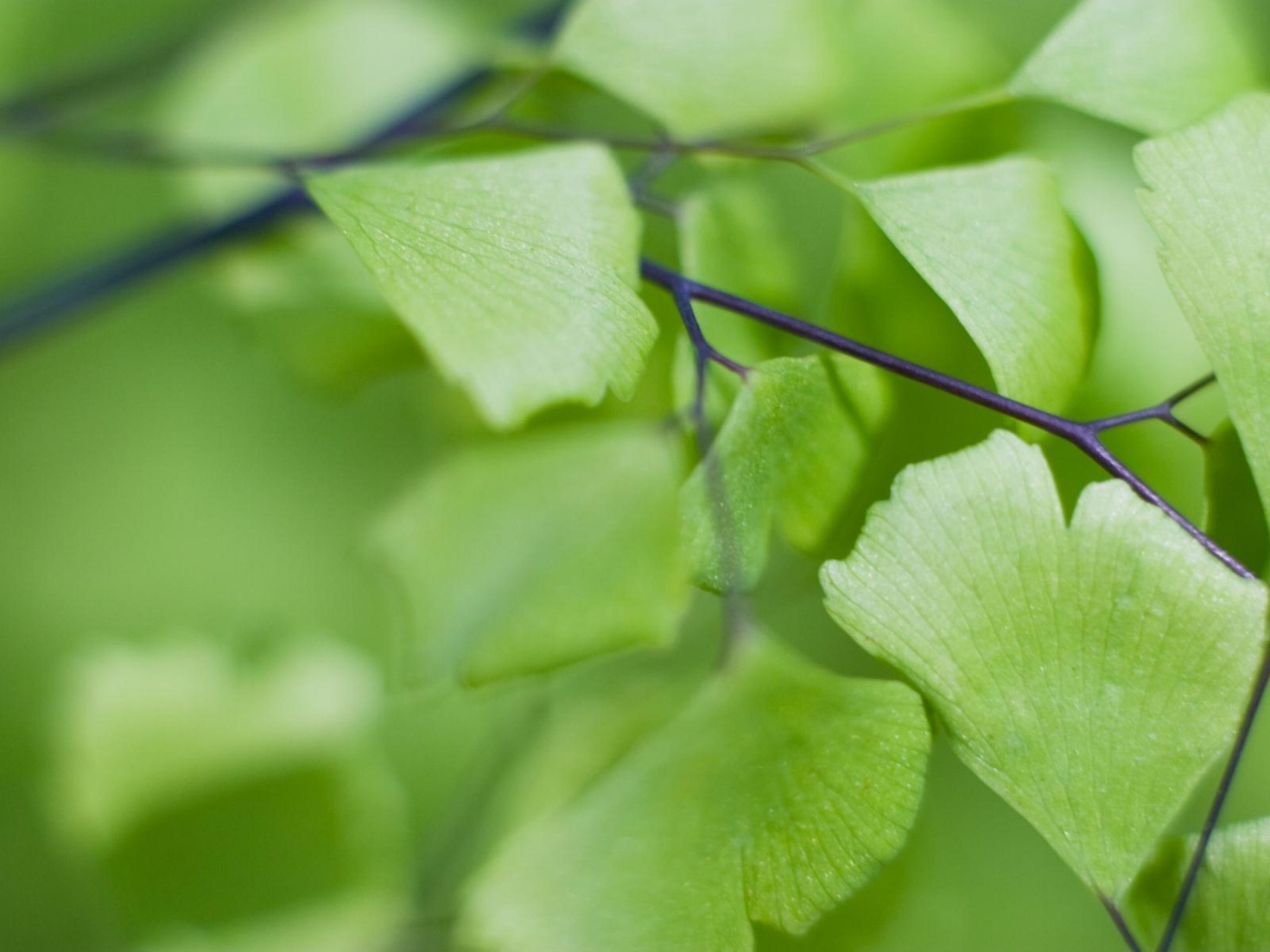 Призрачные листья