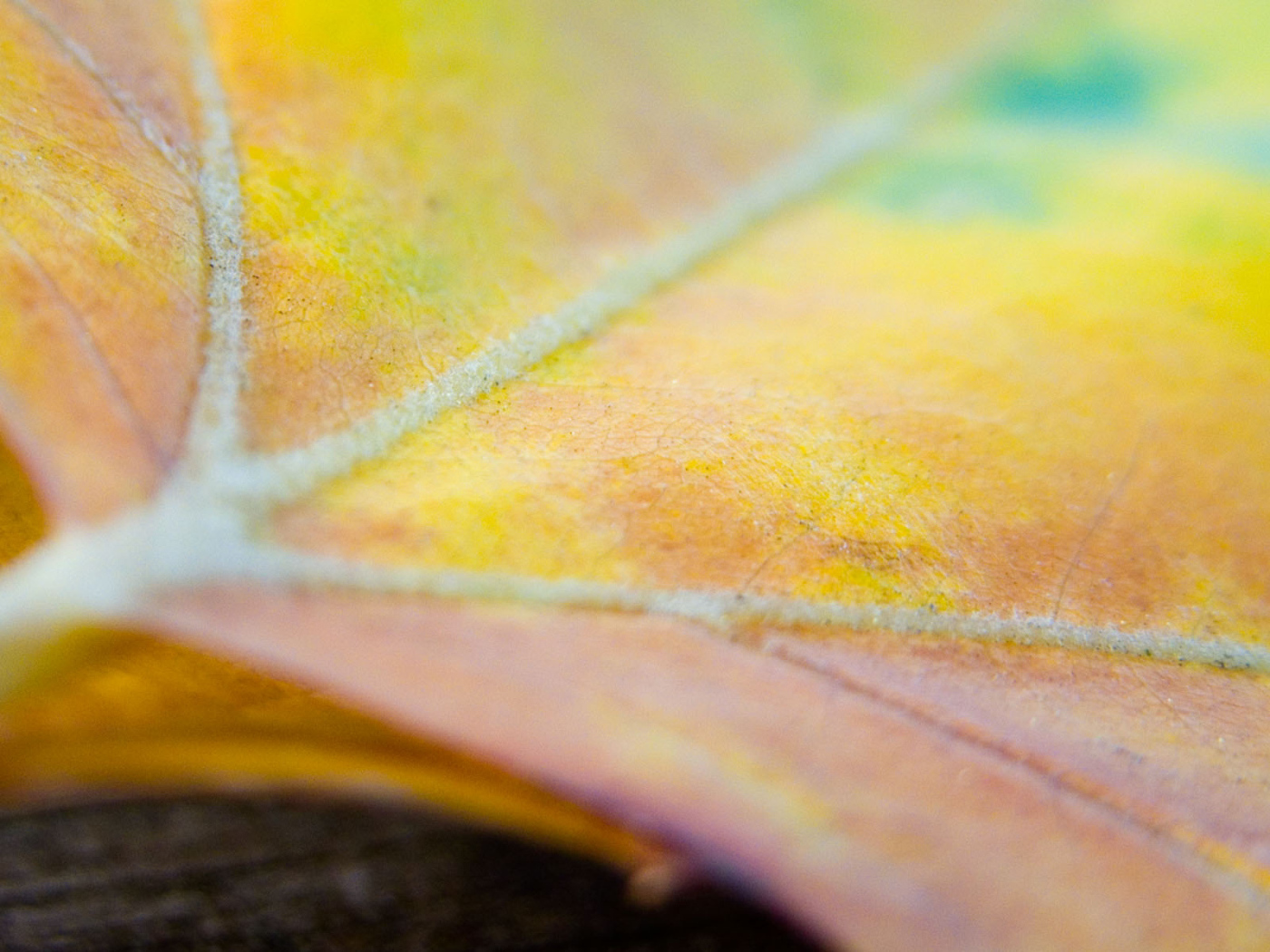 Многокрасочный лист