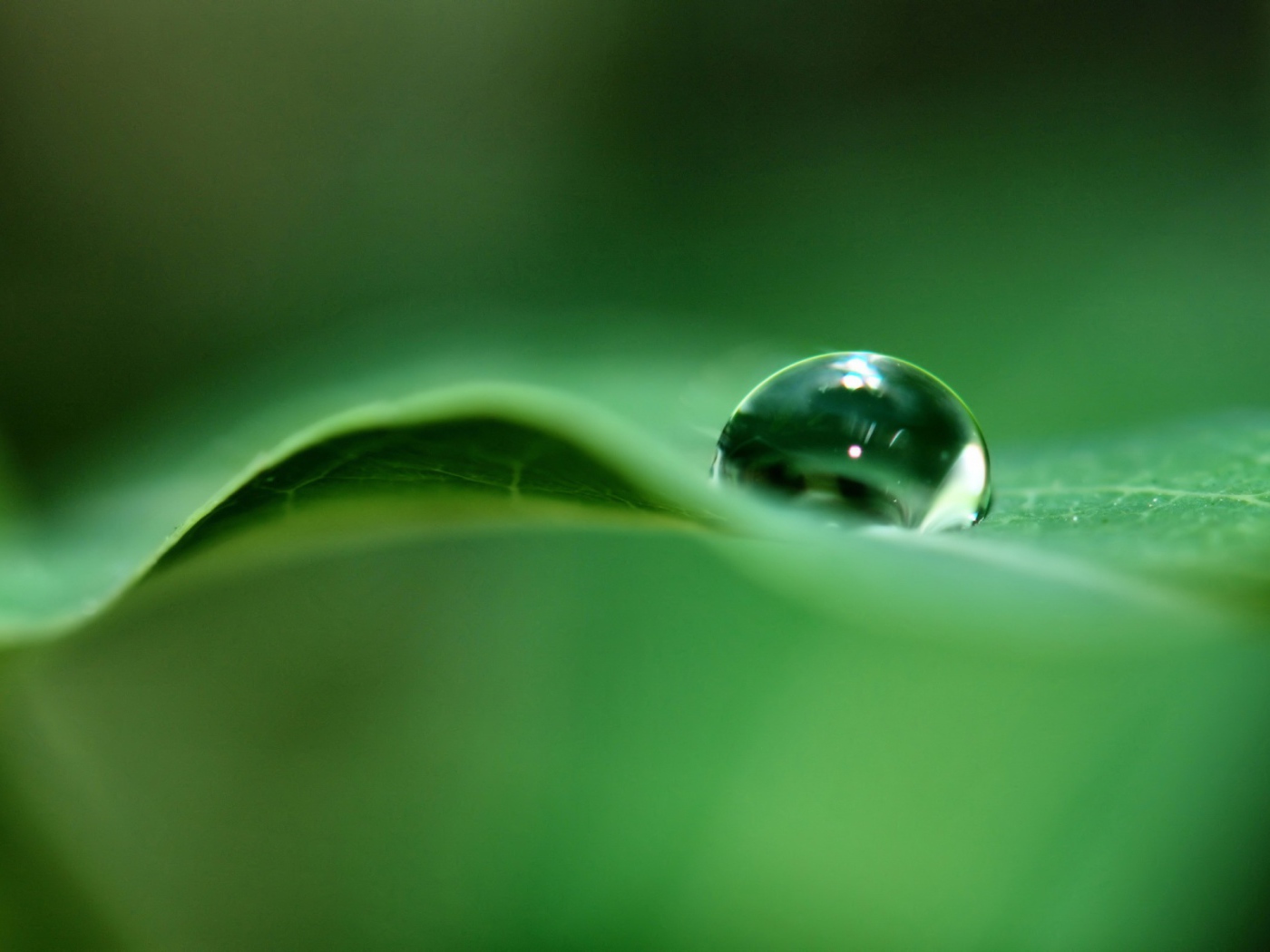 Капля дождя на листке