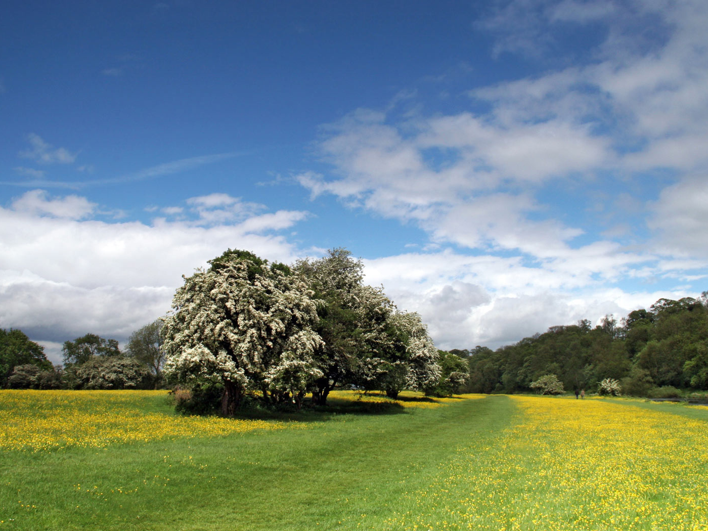 Прибрежная полоса Лютиков