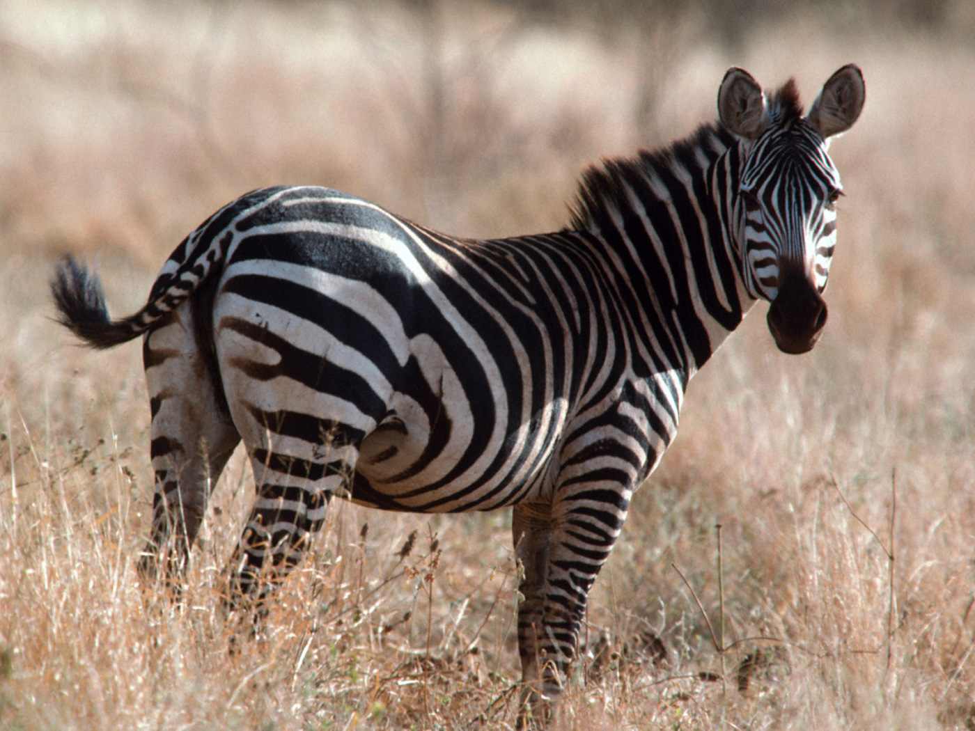 Африканская зебра