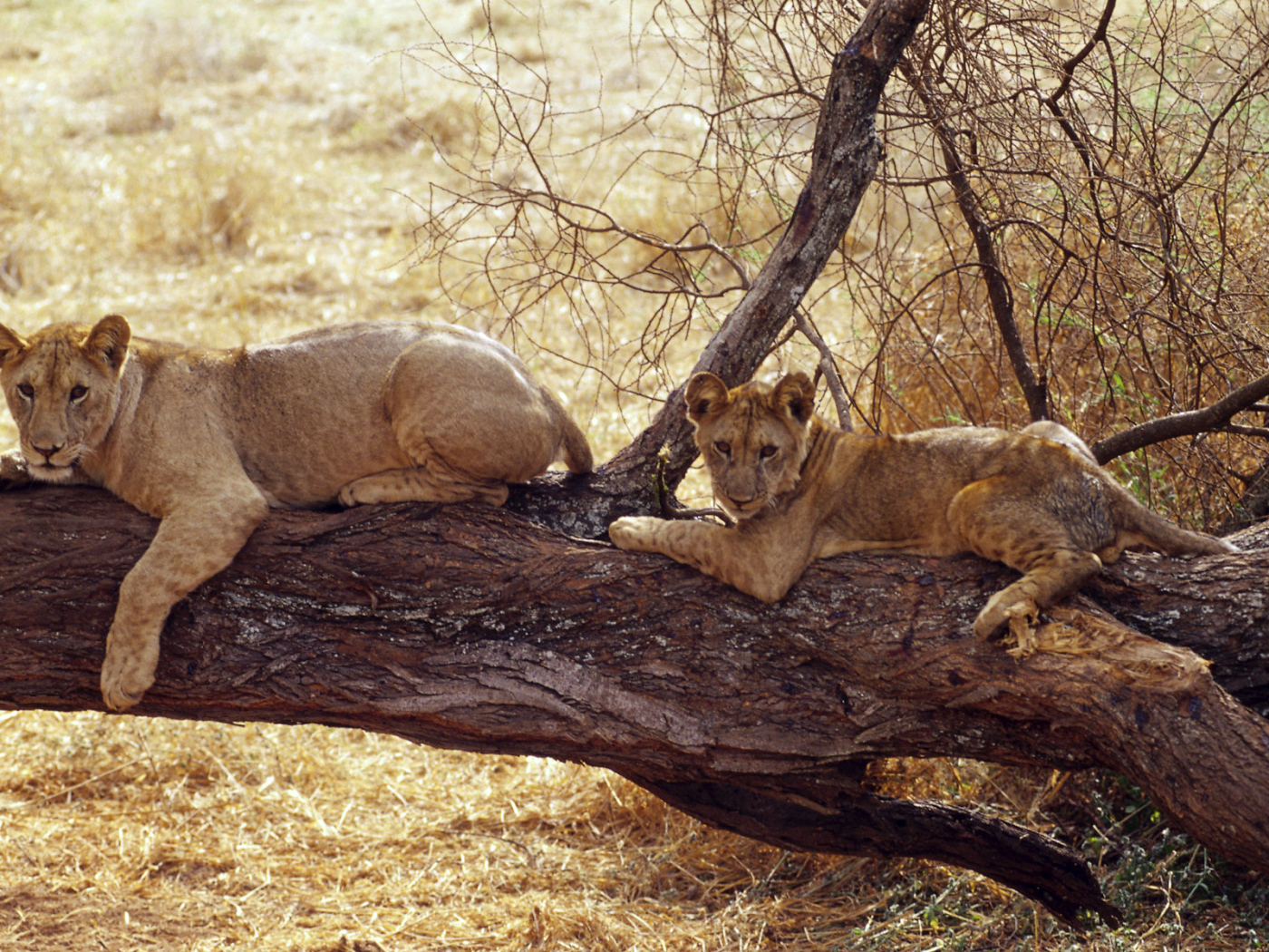 Африканские львицы