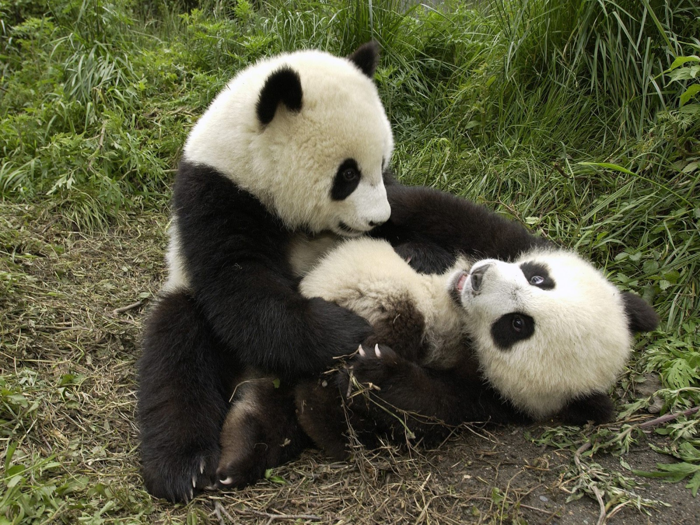 Playful pandas