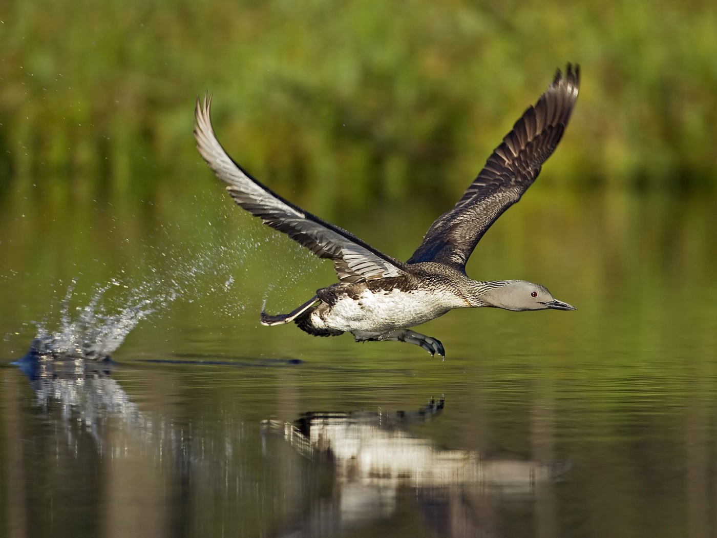 A bird running on water поиск