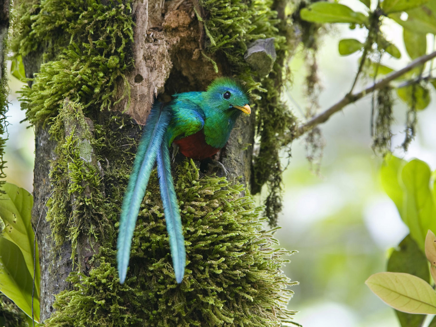 Чудо в перьях