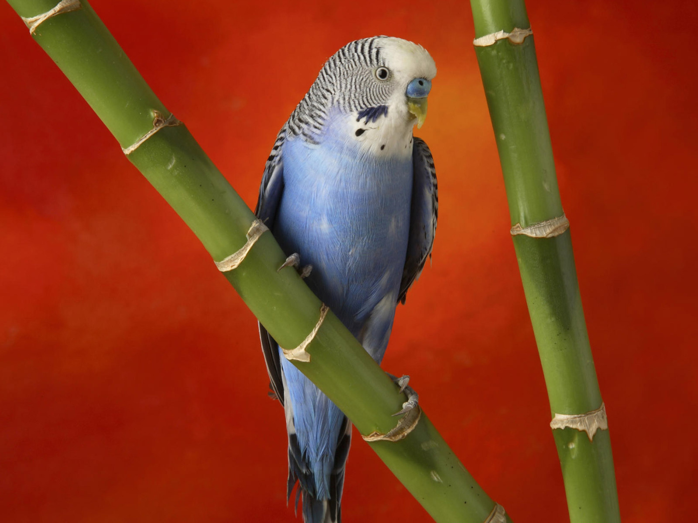 Красивый голубой попугай
