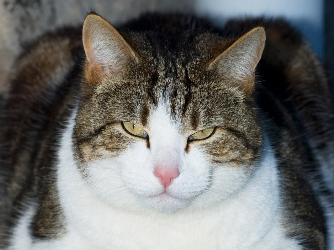 Кошачий гипноз