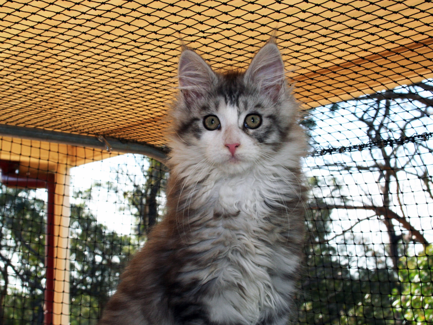 Удивленная морда