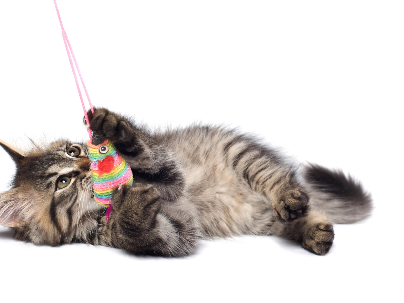 Игривый котенок