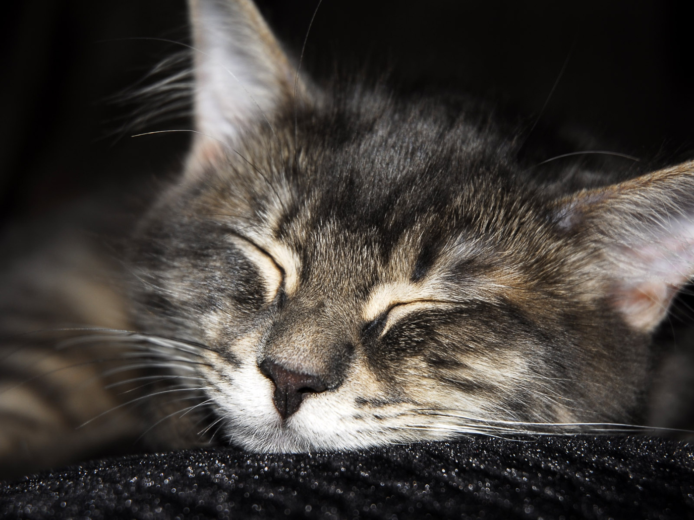 Спящий мохнатый друг