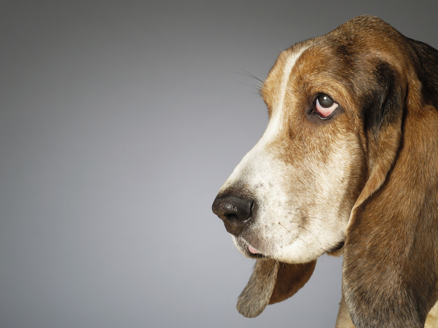 Собака с большими ушами