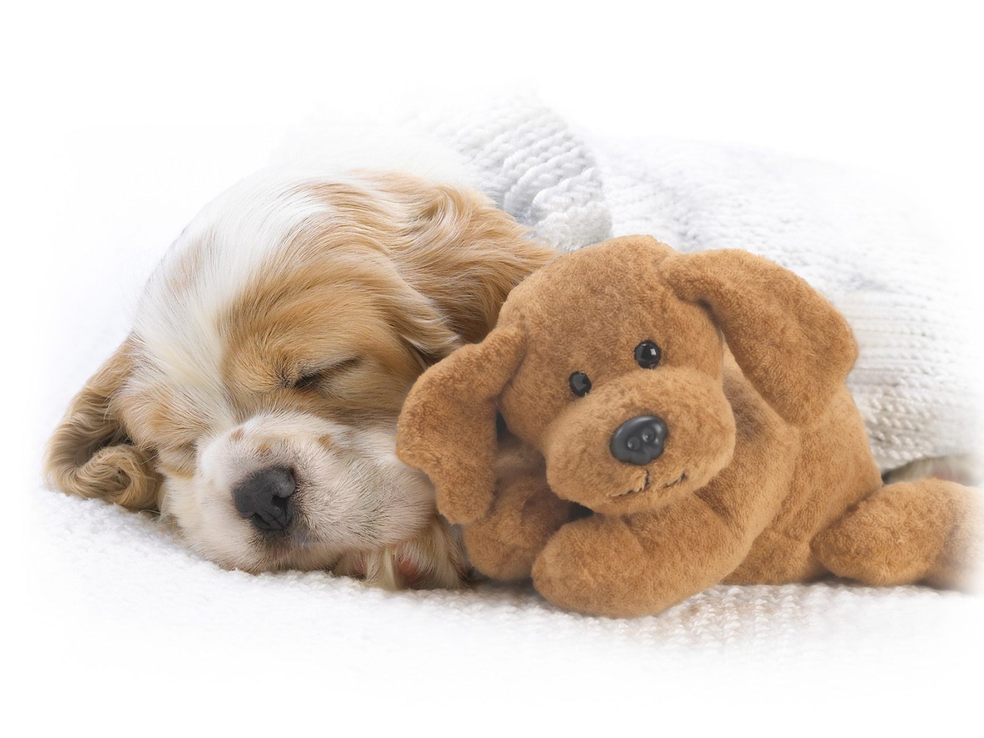 Красивый пес