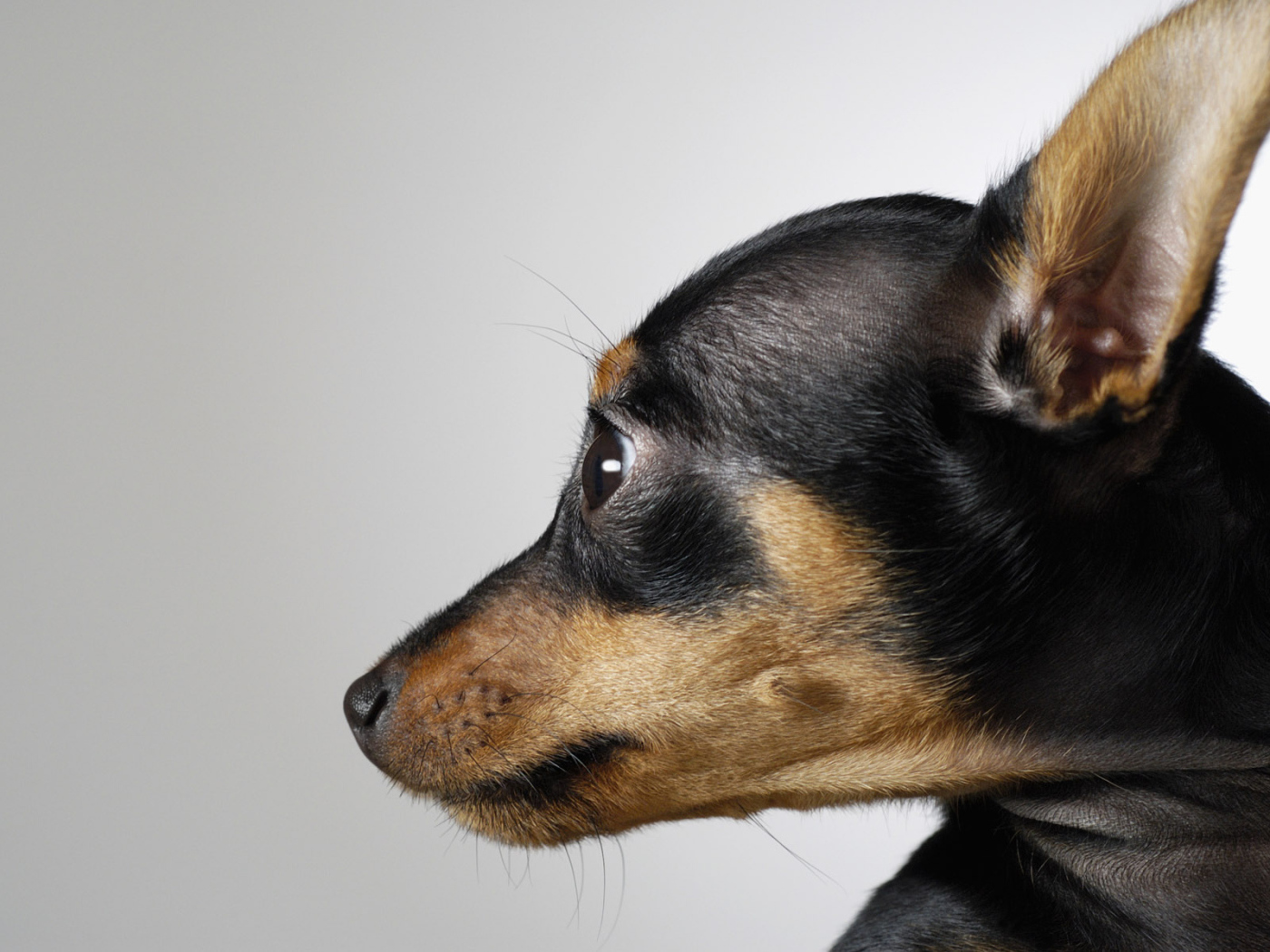 Маленькая собака