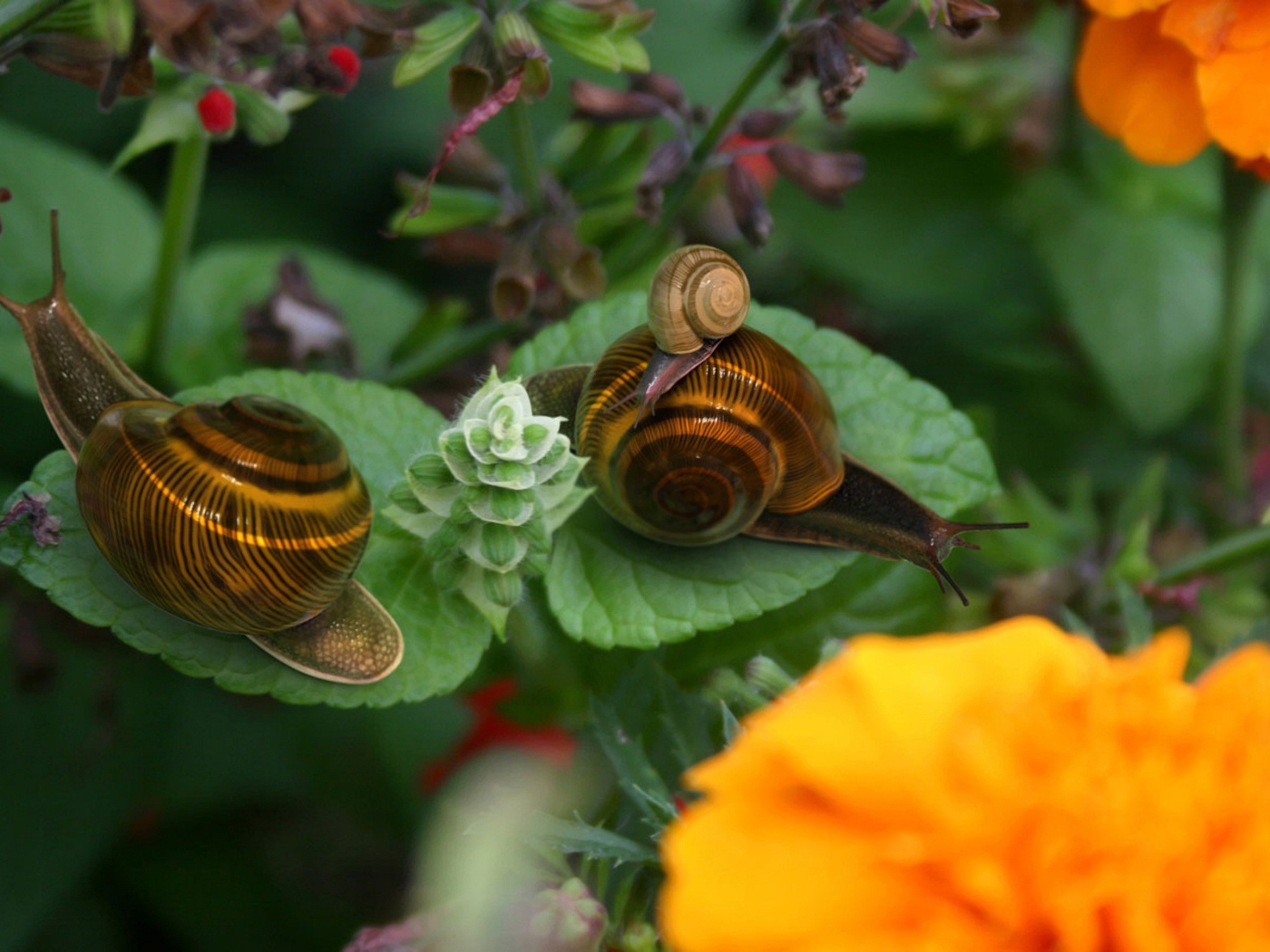 Брачный период улиток