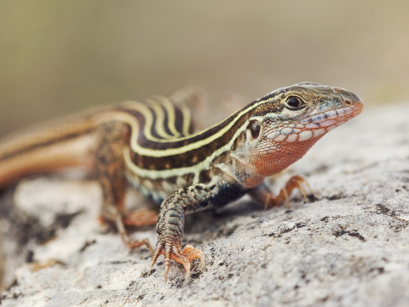 Красивый ящер