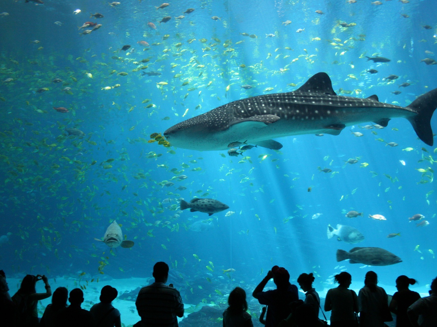 Океанариум