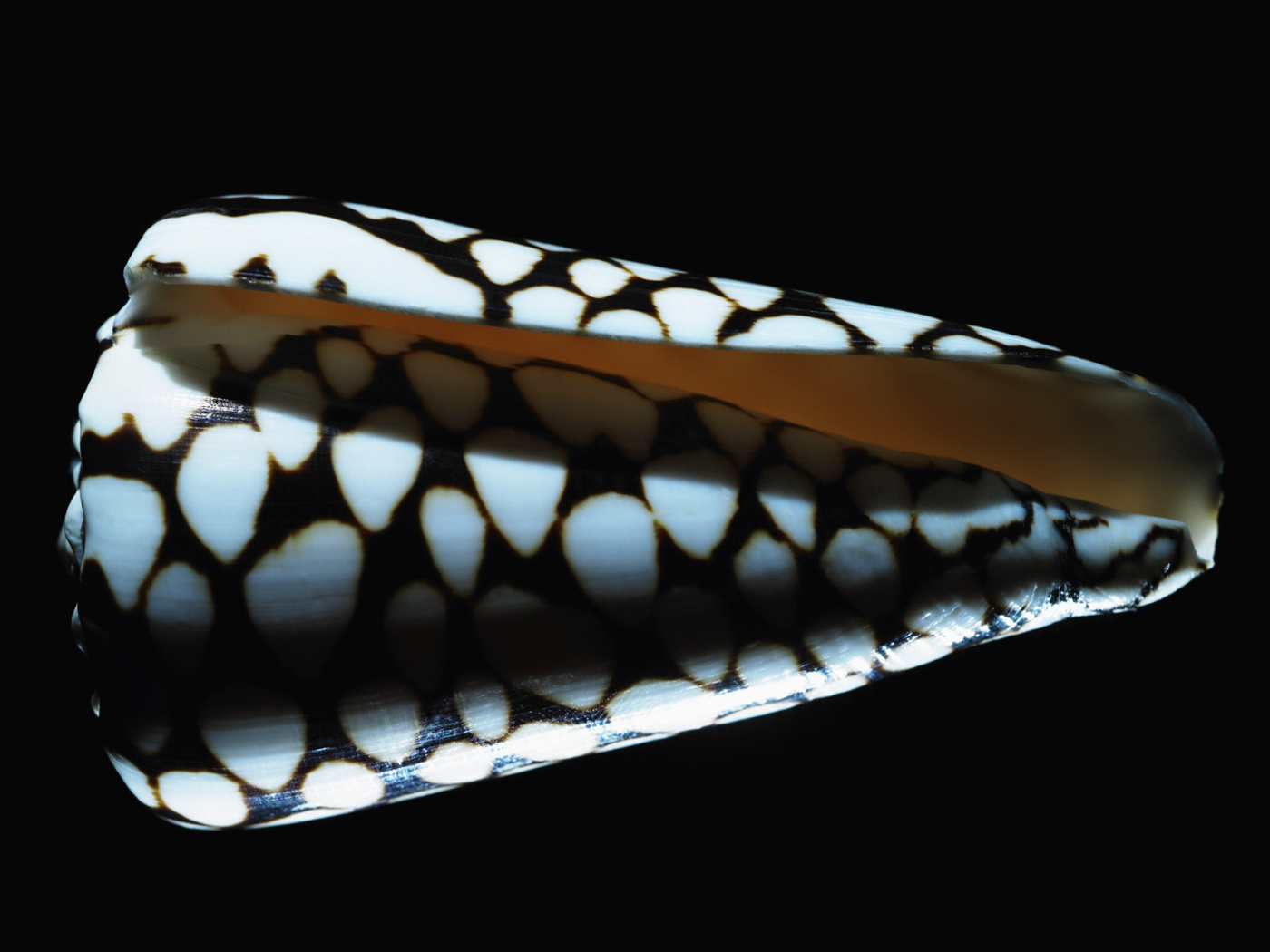 Морская ракушка