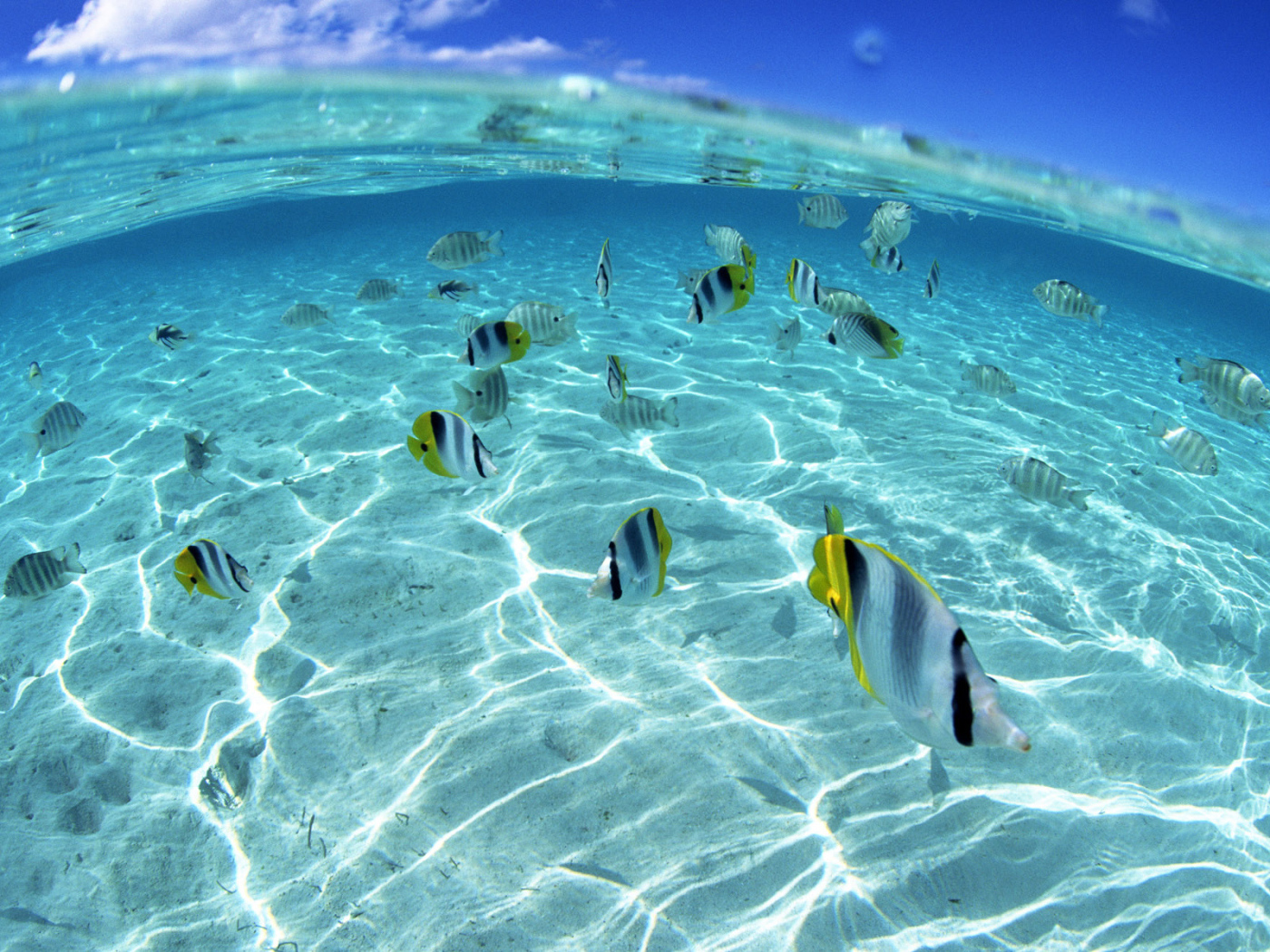 Морские обитатели