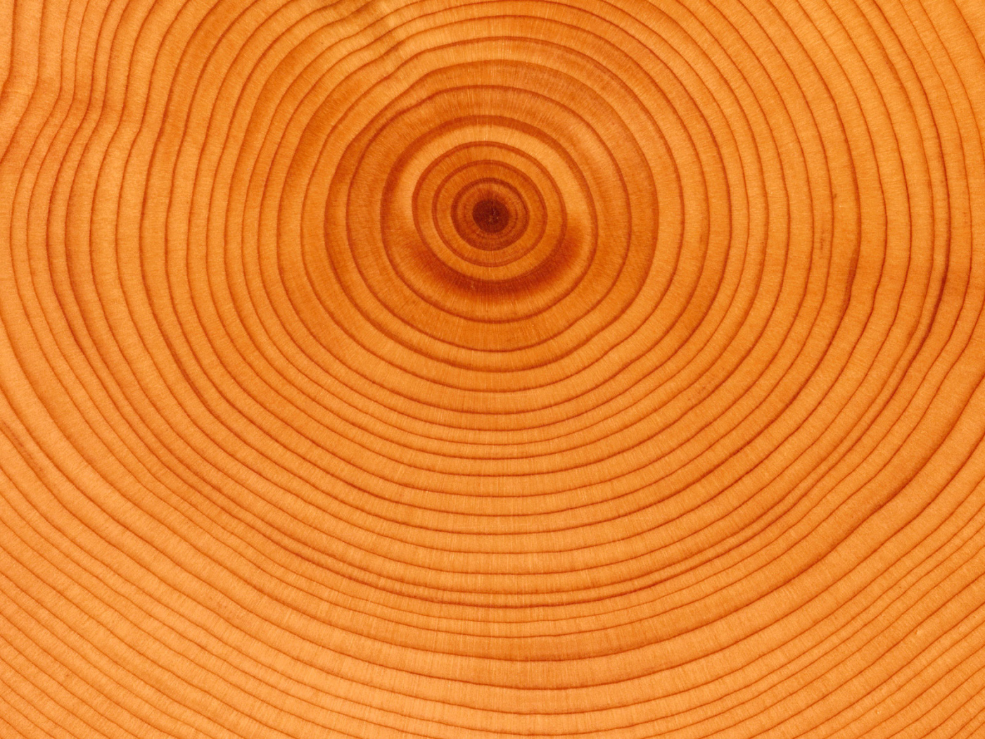 Текстура колец дерева