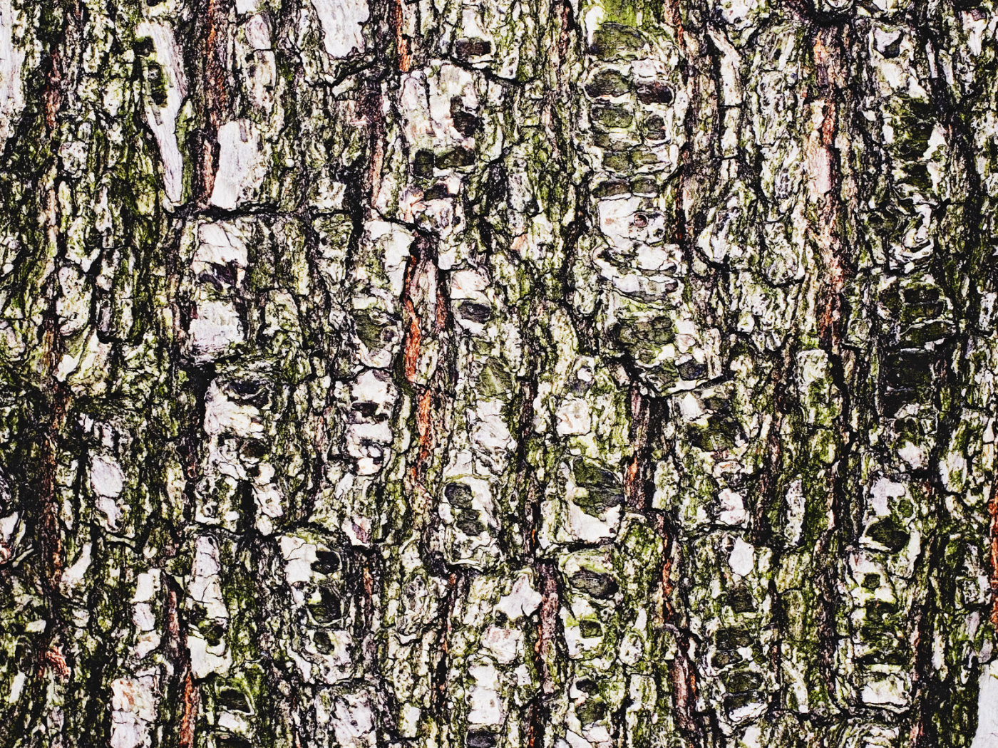 Древесная кора