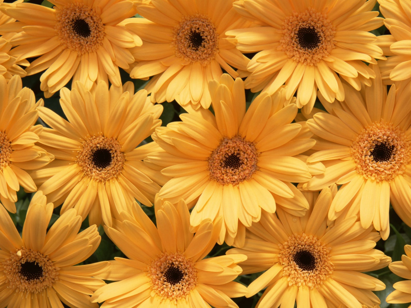 Красивые цветы на Международный женский день