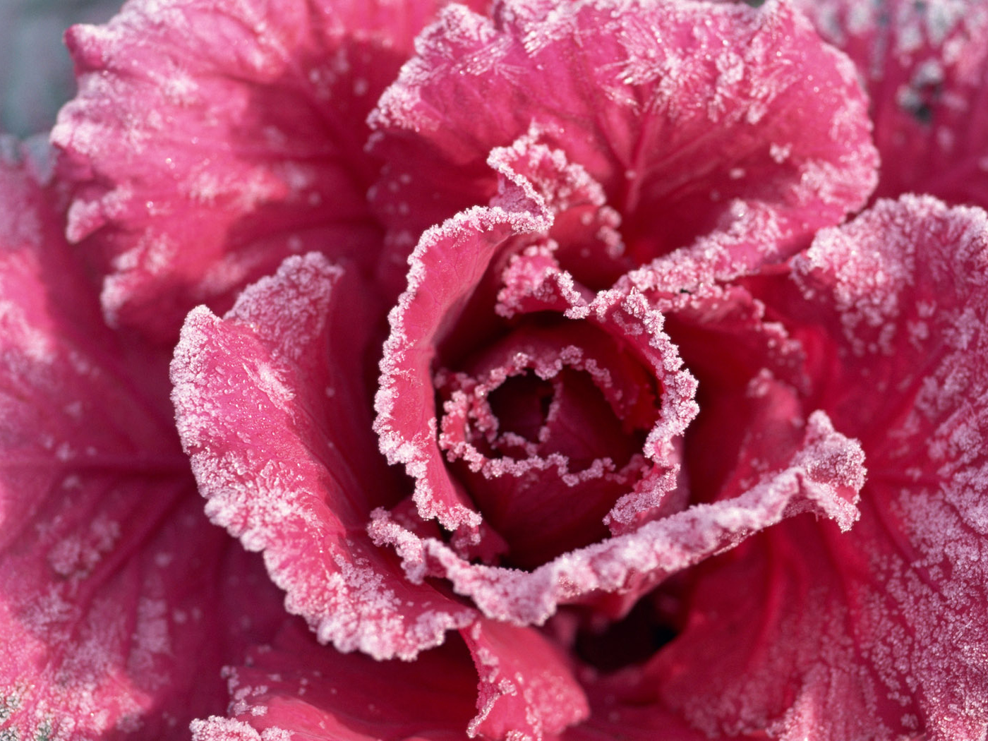 Роза с мороза