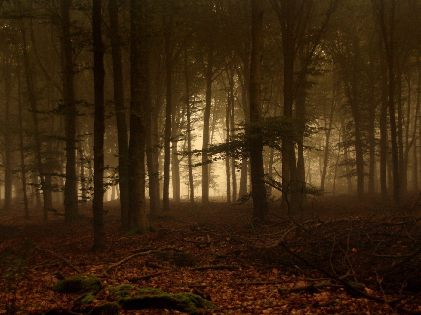 Дремучий лес